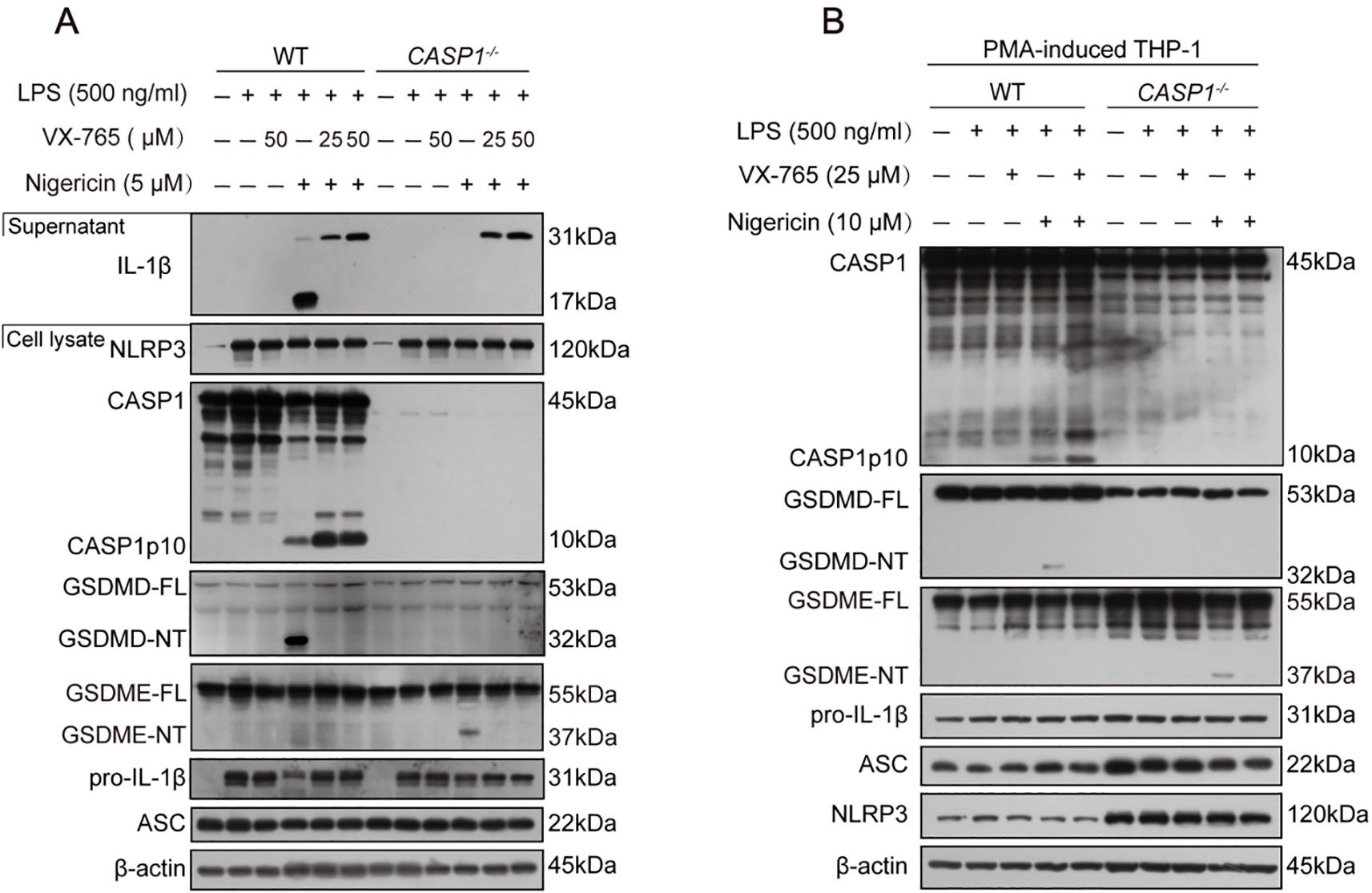 Western blot analysis showing protein expression levels in wild-type (WT) and CASP1 knockout (CASP1^-/-) cells under different treatments. Panel A includes LPS, VX-765, and nigericin treatments with marked bands for IL-1β, NLRP3, CASP1, and others. Panel B shows PMA-induced THP-1 cells with similar treatments. Protein markers range from 10 kilodaltons to 120 kilodaltons. Bands are labeled for specific proteins like CASP1p10, GSDMD-FL, GSDMD-NT, and β-actin for loading control.