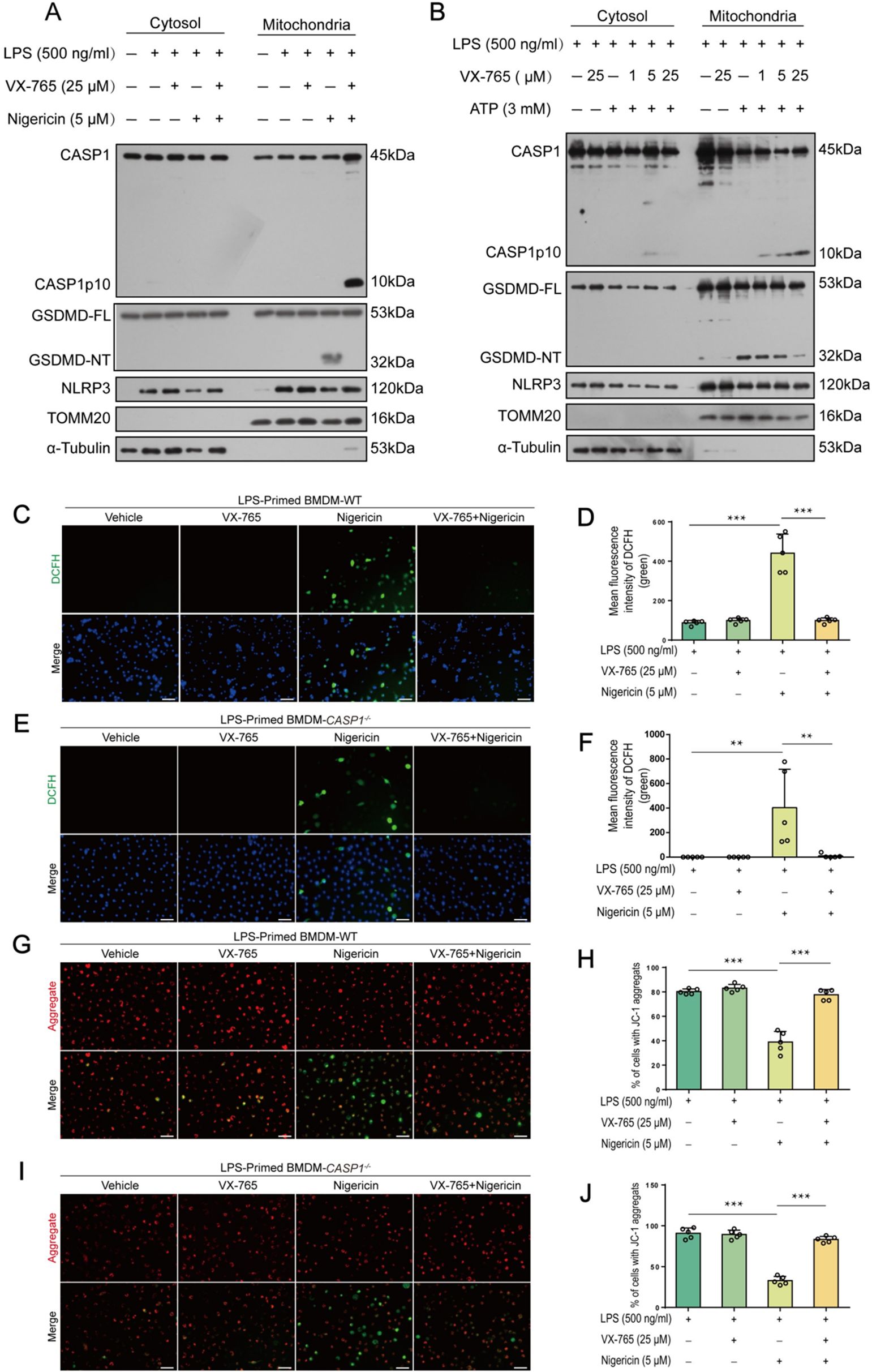 Western blot and fluorescence microscopy analysis depicting the effects of LPS, VX-765, and nigericin on proteins and cells. Panels A and B showcase Western blots for CASP1, GSDMD, NLRP3, and control proteins in cytosol and mitochondria under different treatments. Panels C and E display fluorescence images of DCFH-stained cells, indicating oxidative stress levels. Panels D and F present bar graphs of mean fluorescence intensity. Panels G and I show images of cells with JC-1 aggregates, and panels H and J provide percentage data in bar graphs. Statistical significance is indicated by asterisks.