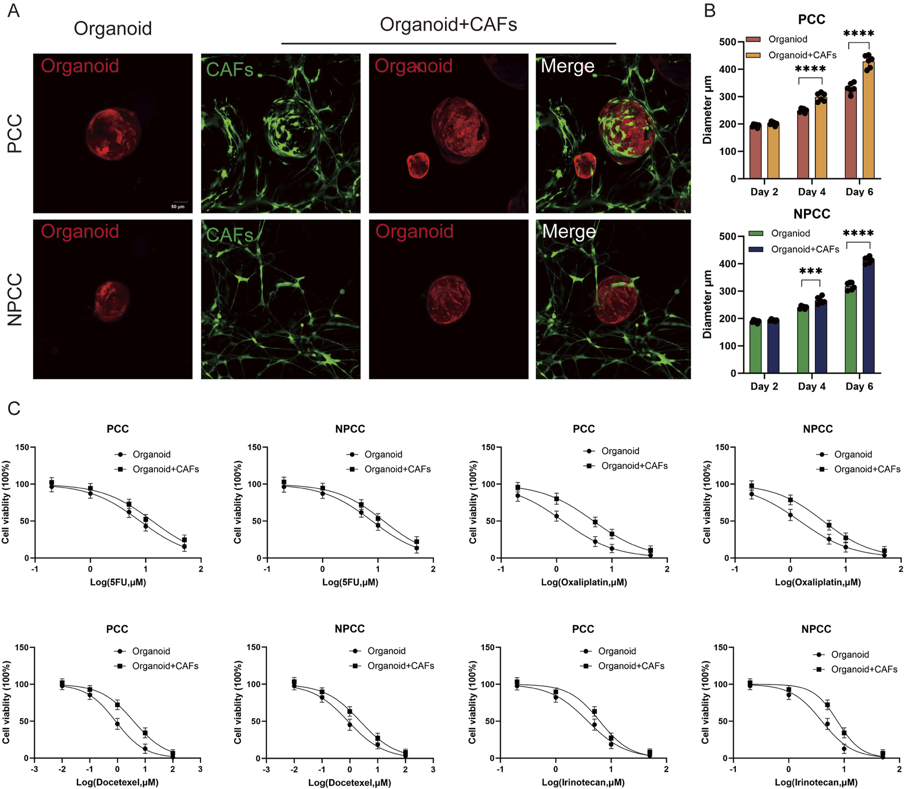 Panel A shows images of organoids and CAFs alone and merged for PCC and NPCC. Panel B contains bar graphs showing the diameter increase of organoids and organoids with CAFs over six days, with significant differences indicated. Panel C includes line graphs displaying cell viability of organoids and organoids with CAFs at varying drug concentrations for PCC and NPCC, showing decreased viability with higher doses.
