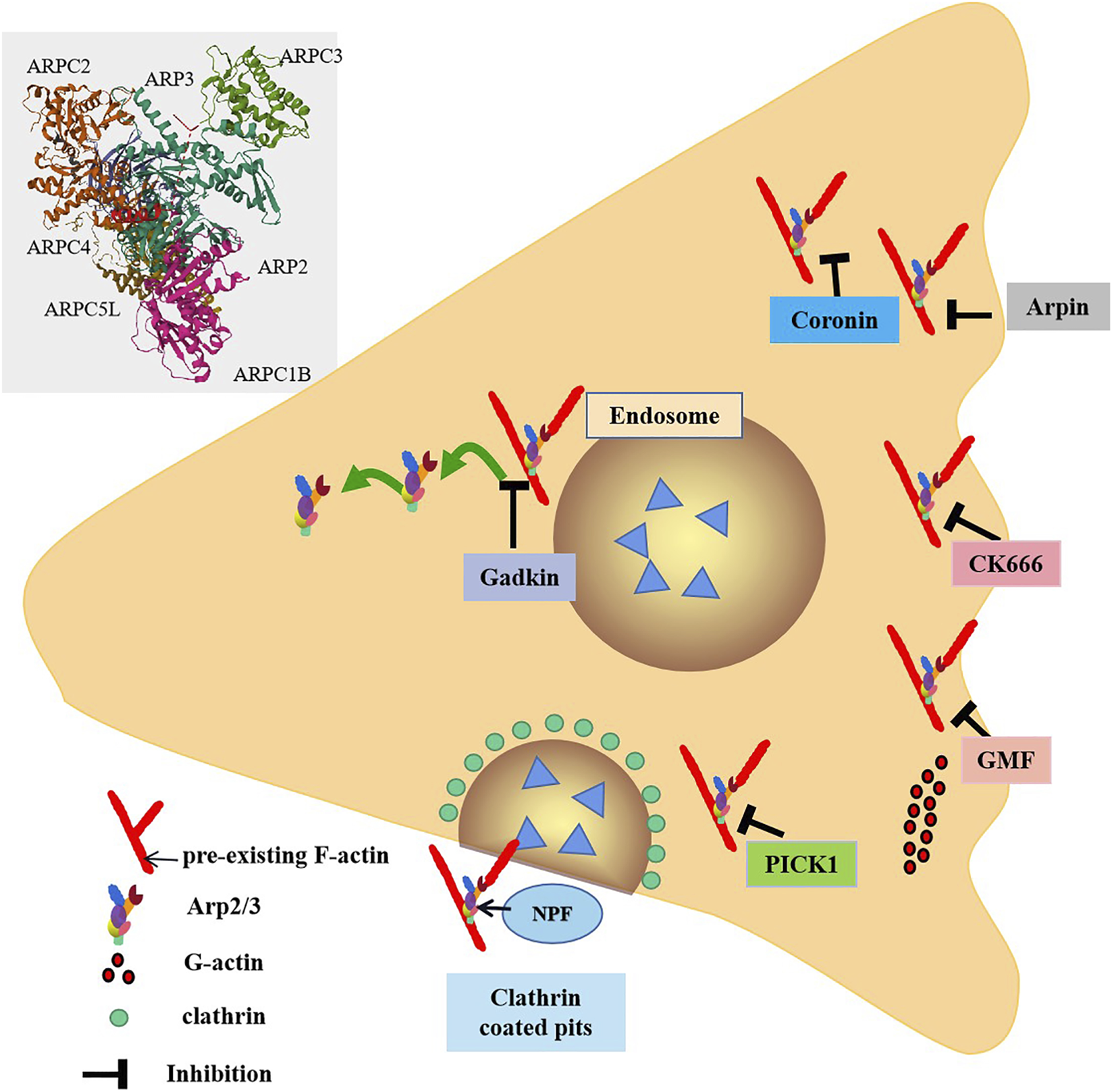 Diagram showing interactions of proteins and inhibiting factors related to actin dynamics. It includes elements like endosomes, Arp2/3 complex, clathrin-coated pits, and inhibitory proteins such as Gadkin, Coronin, CK666, GMF, and PICK1. The Arp2/3 complex diagram is detailed separately.