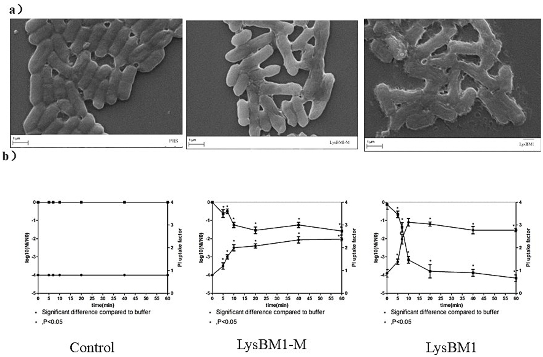 Electron microscope images and graphs related to bacterial cell disruption. Panel a) shows three micrographs of bacteria treated with PBS, LysBM1-M, and LysBM1, demonstrating varying degrees of structural change. Panel b) contains line graphs showing changes in log colony-forming units over time and uptake factor for control, LysBM1-M, and LysBM1, indicating significant differences compared to buffer treatments.