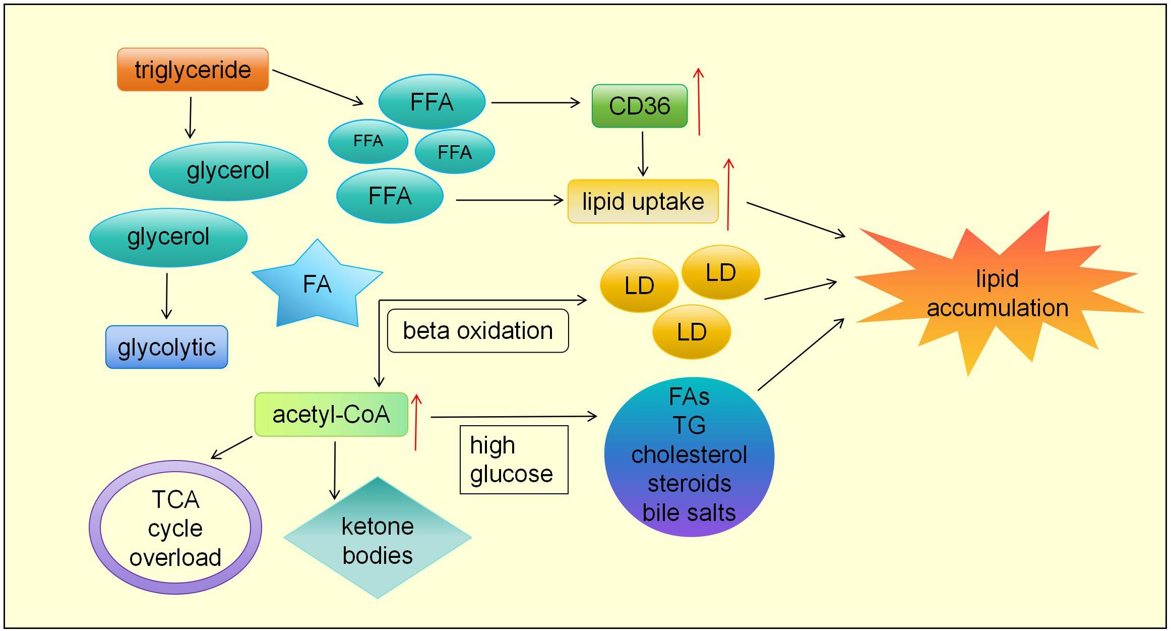 Flowchart illustrating lipid metabolism pathways leading to lipid accumulation. Triglycerides break down into glycerol and free fatty acids (FFA). FFA promotes CD36 and lipid uptake, forming lipid droplets (LD), leading to accumulation. Glycerol enters the glycolytic pathway, and fatty acids (FA) undergo beta oxidation to acetyl-CoA, which also forms from high glucose. Acetyl-CoA contributes to TCA cycle overload, ketone bodies, and synthesis of fatty acids (FAs), triglycerides (TG), cholesterol, steroids, and bile salts, enhancing lipid accumulation.