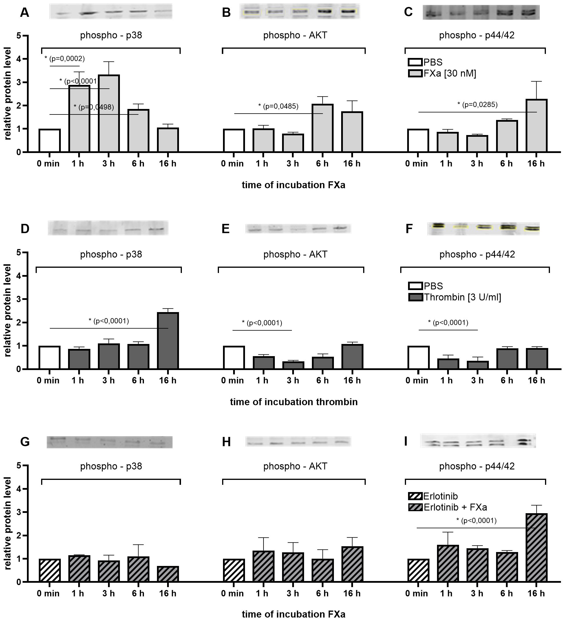 Bar charts illustrate relative protein levels of phospho-p38, phospho-AKT, and phospho-p44/42 across incubation times with FXa and thrombin, and with Erlotinib. Panels A-F compare FXa and thrombin treatments on protein levels, while G-I show the effect of Erlotinib alone and with FXa. Significance values are indicated on each chart.