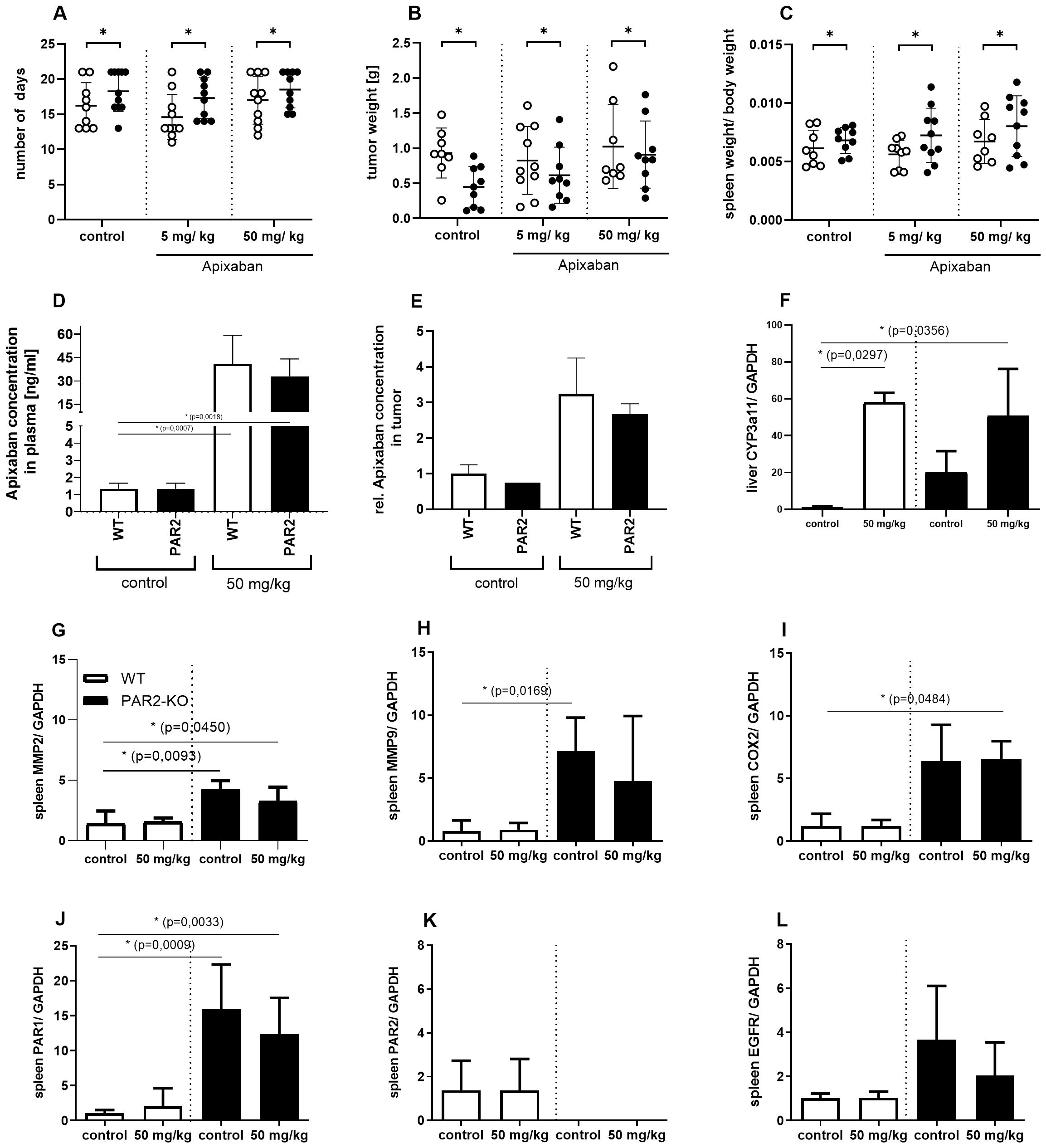 Graphical data depicting the effects of Apixaban on various biological parameters. Panels A-C show dot plots for number of days, tumor weight, and spleen weight/body weight with control, 5 mg/kg, and 50 mg/kg Apixaban groups, noting significant differences marked by asterisks. Panels D and E present bar graphs of Apixaban concentration in plasma and tumors, comparing wild type (WT) and PAR2 mice. Panel F shows liver CYP3A11 expression levels, and panels G-L illustrate spleen expression levels of MMP2, MMP9, COX2, PAR1, PAR2, and EGFR, with statistical significance indicated. Error bars represent variability.