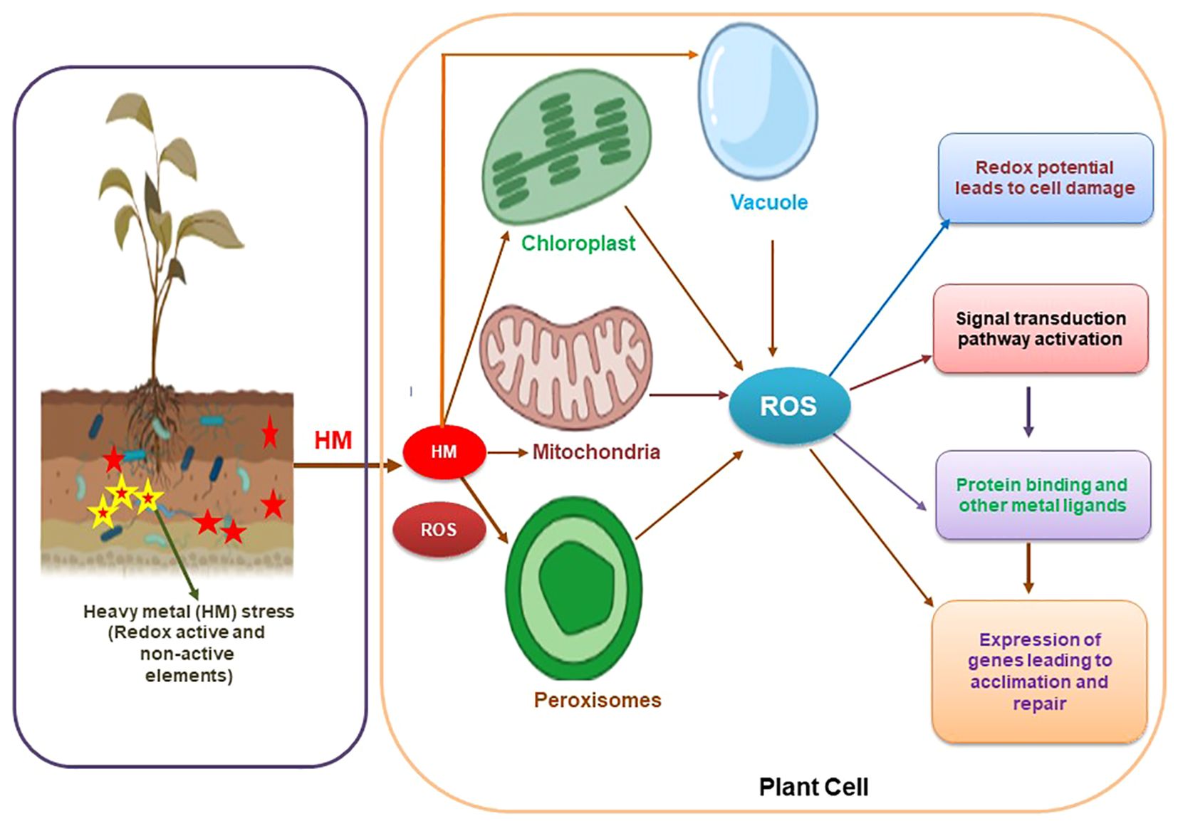 Diagram illustrating heavy metal stress effects on plant cells. Left shows a plant with roots exposed to heavy metals in soil. Right details cell components: chloroplasts, vacuole, mitochondria, peroxisomes. Arrows show heavy metals and reactive oxygen species (ROS) impact; arrows lead to redox potential causing cell damage, signal transduction activation, protein binding, and gene expression for acclimation and repair.