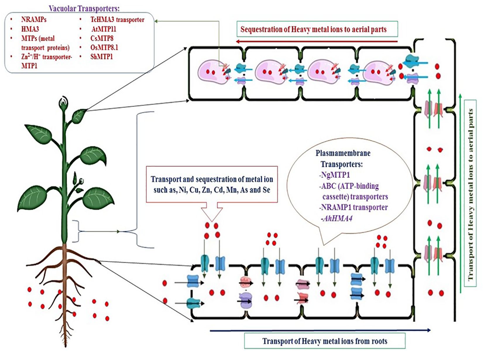 Diagram illustrating the transport of heavy metal ions in a plant. The image highlights vacuolar and plasma membrane transporters involved in the process. Arrows indicate the movement of ions from roots to aerial parts. Transporters listed include NRAMPs, HMA3, MTPs, NgMTP1, and AhHMA4. The diagram shows the sequestration of ions such as nickel, copper, zinc, cadmium, manganese, arsenic, and selenium.