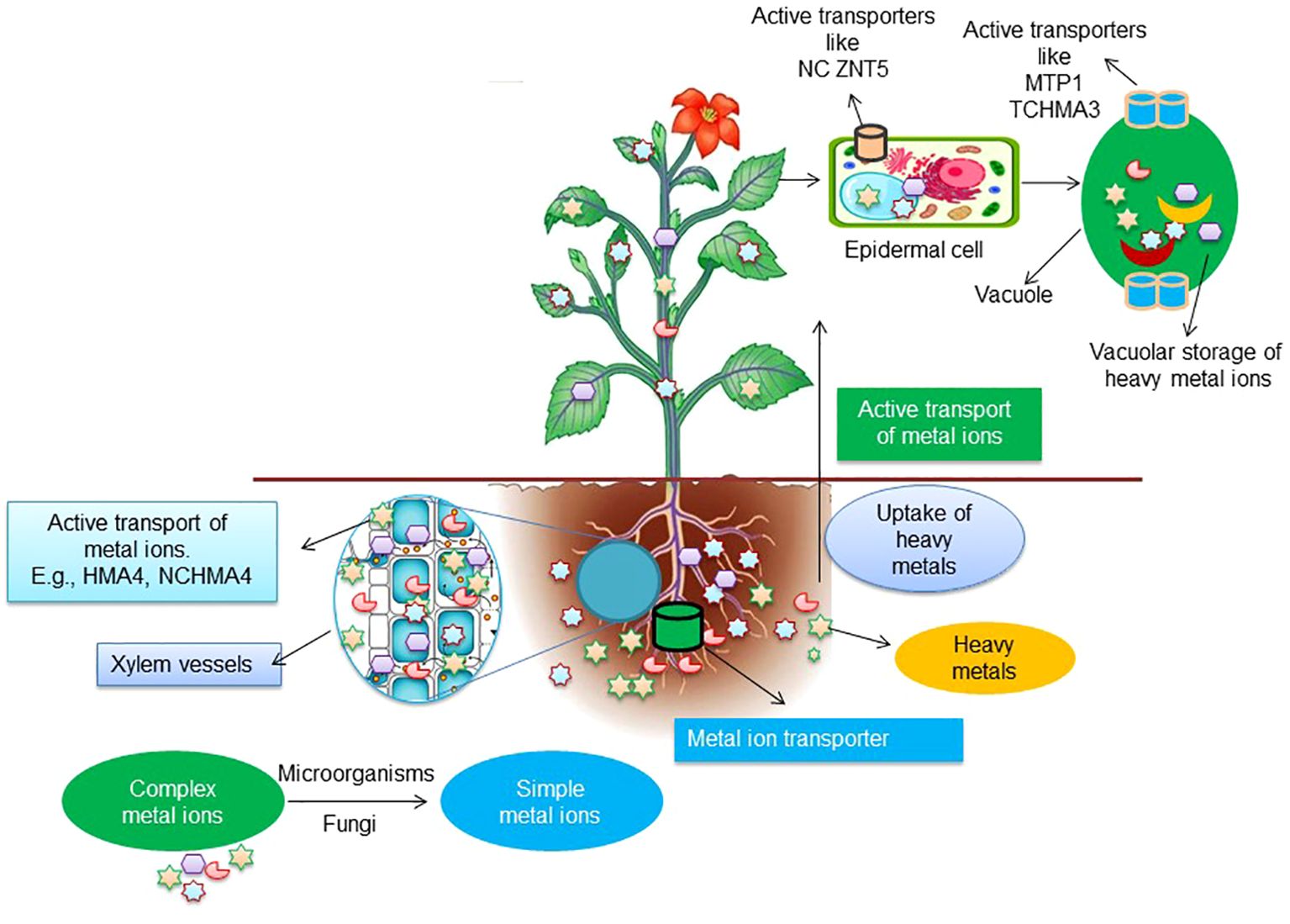 Illustration depicting the active transport and uptake of metal ions in plants. It shows complex and simple metal ions in soil with microorganisms and fungi, leading to uptake by roots. Xylem vessels transport ions. The epidermal cells contain active transporters like NC ZNT5, while vacuoles store heavy metal ions with transporters like MTP1 and TCHMA3. The process supports metal movement from soil to plant cells.