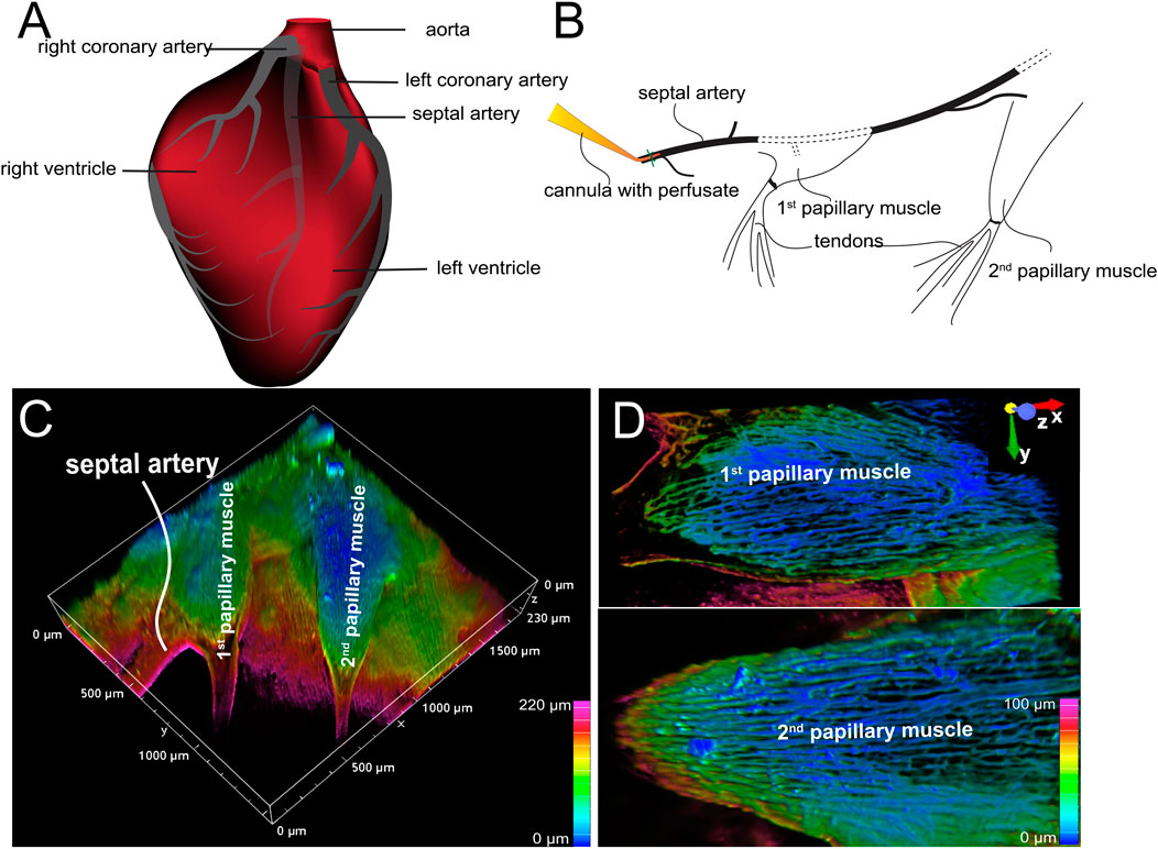 (A) Illustration of a heart showing the right and left coronary arteries, septal artery, aorta, right ventricle, and left ventricle. (B) Diagram of the septal artery with a cannula, perfusate, tendons, and papillary muscles. (C) 3D micrograph highlighting the septal artery and first and second papillary muscles with a color scale indicating depth. (D) Close-up views of the first and second papillary muscles in detail, with coloration showing structural variations.