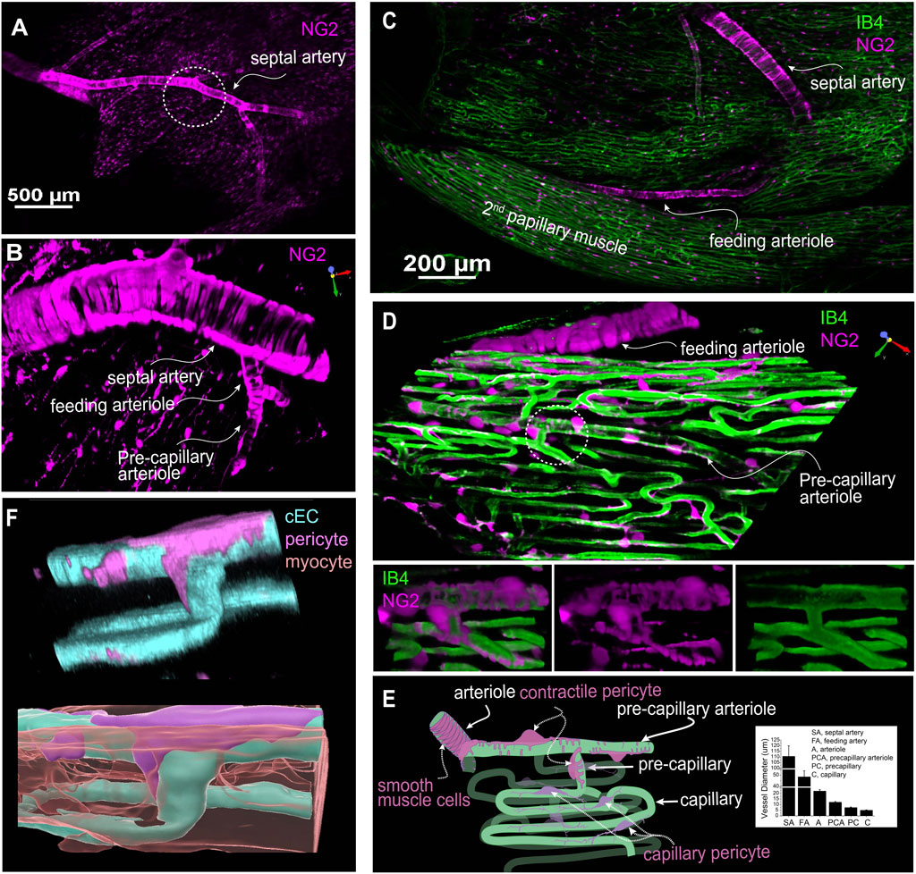 Fluorescence imaging and schematic illustrations of vasculature in cardiac tissue. Panel A shows a septal artery with NG2 marker in magenta. Panel B details septal and feeding arterioles. Panel C displays septal and feeding arterioles with second papillary muscle in green, labeled with IB4 and NG2 markers. Panel D highlights feeding and pre-capillary arterioles. Panel E is a schematic of arteriole structure, showing pericytes and smooth muscle cells with a graph of vessel diameters. Panel F provides 3D views of endothelial cells (cEC), pericytes, and myocytes.