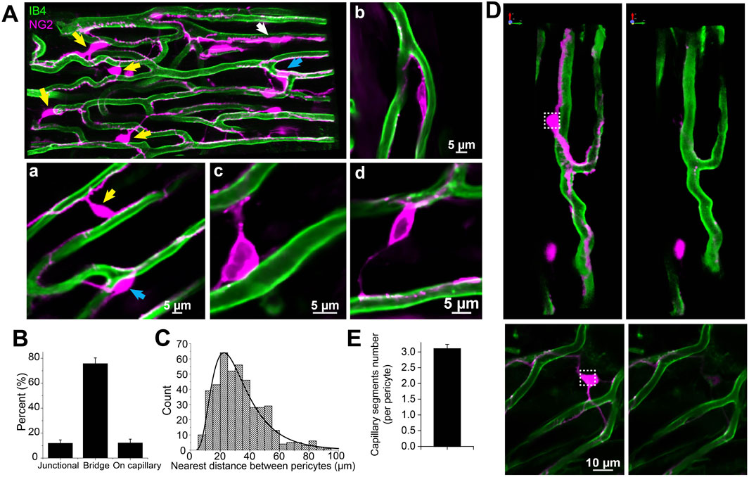 Microscopic images show green (IB4) and magenta (NG2) stained structures representing capillaries and pericytes. Panels (A) to (D) illustrate different views and interactions of these structures. Graph (B) is a bar chart depicting the percentage of junctional, bridge, and capillary pericyte locations. Graph (C) is a histogram on the nearest distance between pericytes, and graph (E) is a bar chart showing the number of capillary segments per pericyte.