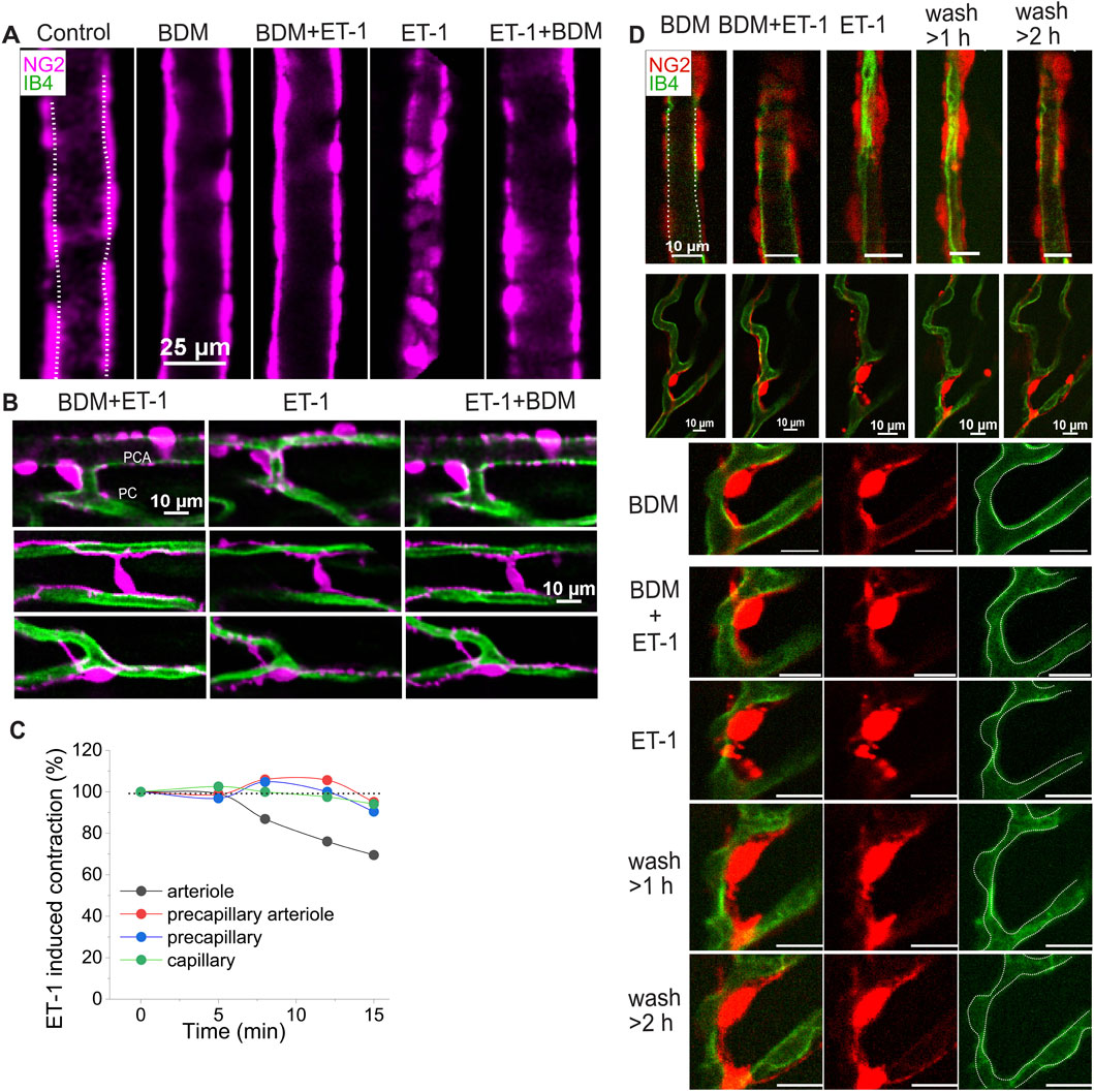 Composite image showing multiple fluorescence microscopy panels with NG2 and IB4 staining in purple and green, respectively. Panel A displays vessel segments under different conditions: Control, BDM, BDM plus ET-1, ET-1, and ET-1 plus BDM. Panel B shows pericyte coverage under different treatments. Panel C is a line graph displaying ET-1 induced contraction over time in arterioles, precapillary arterioles, precapillaries, and capillaries. Panel D illustrates vascular segments treated with BDM, BDM plus ET-1, and ET-1, with images showing stages of washing. Scale bars are included for size reference.
