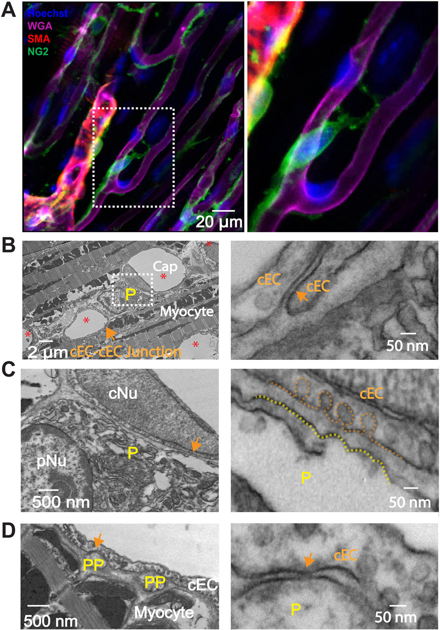 Panel A displays a fluorescent micrograph with labels: Hoechst (blue), WGA (purple), SMA (red), and NG2 (green), highlighting cellular structures. Panels B, C, and D exhibit electron micrographs showing detailed cellular junctions and structures labeled as cEC, Cap, Myocyte, P, cNu, pNu, and PP with specific arrows and annotations indicating junction points and cellular components. Scale bars are present for reference in each panel.