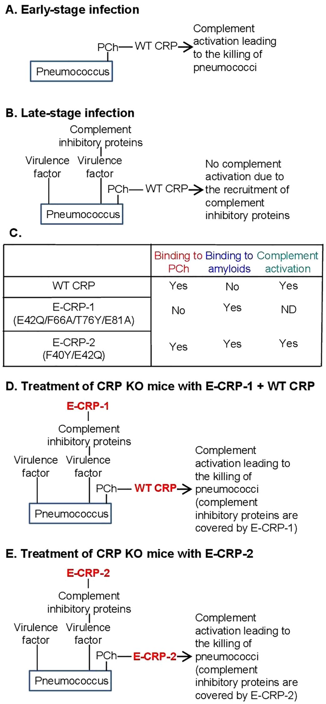 Diagram illustrating complement activation in pneumococcal infections with wild-type and engineered CRP proteins. Panels A and B show early- and late-stage infections with complement activation or inhibition, respectively. Panel C presents a table comparing binding and activation properties of WT CRP, E-CRP-1, and E-CRP-2. Panels D and E depict treatment of CRP knockout mice with E-CRP-1 and E-CRP-2, respectively, showing complement activation leading to pneumococci killing.