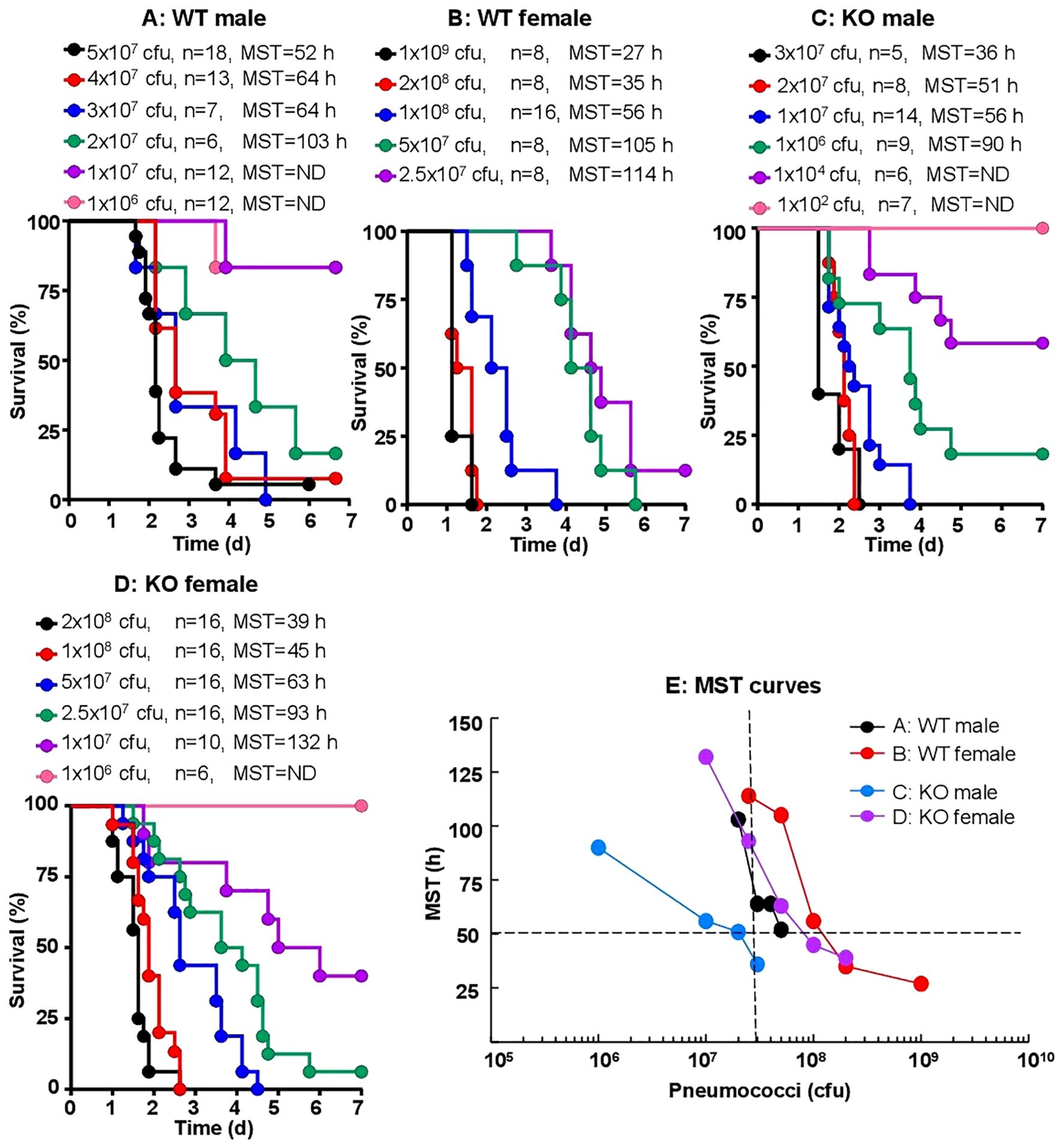 Five graphs show survival curves and mean survival times (MST) for different groups of mice infected with pneumococci. Panels A to D depict survival percentages over time for WT male, WT female, KO male, and KO female mice, respectively. Panel E illustrates MST as a function of pneumococci concentration for each group. Legend identifies varying concentrations and MST values for each infection level, using color-coded lines representing different mouse groups.