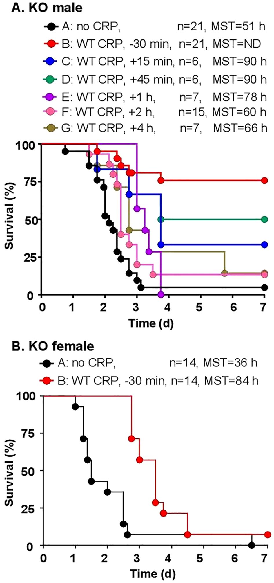 Two Kaplan-Meier survival curves for KO mice. Panel A shows survival for males, with lines for different CRP treatments. The red line indicates the highest survival, followed by varied colors for different timing groups. The black line represents no CRP treatment. Panel B presents data for females, showing two lines: a red line for CRP treatment with improved survival and a black line for no CRP, showing lower survival. The x-axis is time in days, and the y-axis is survival percentage. MST values are included for groups.