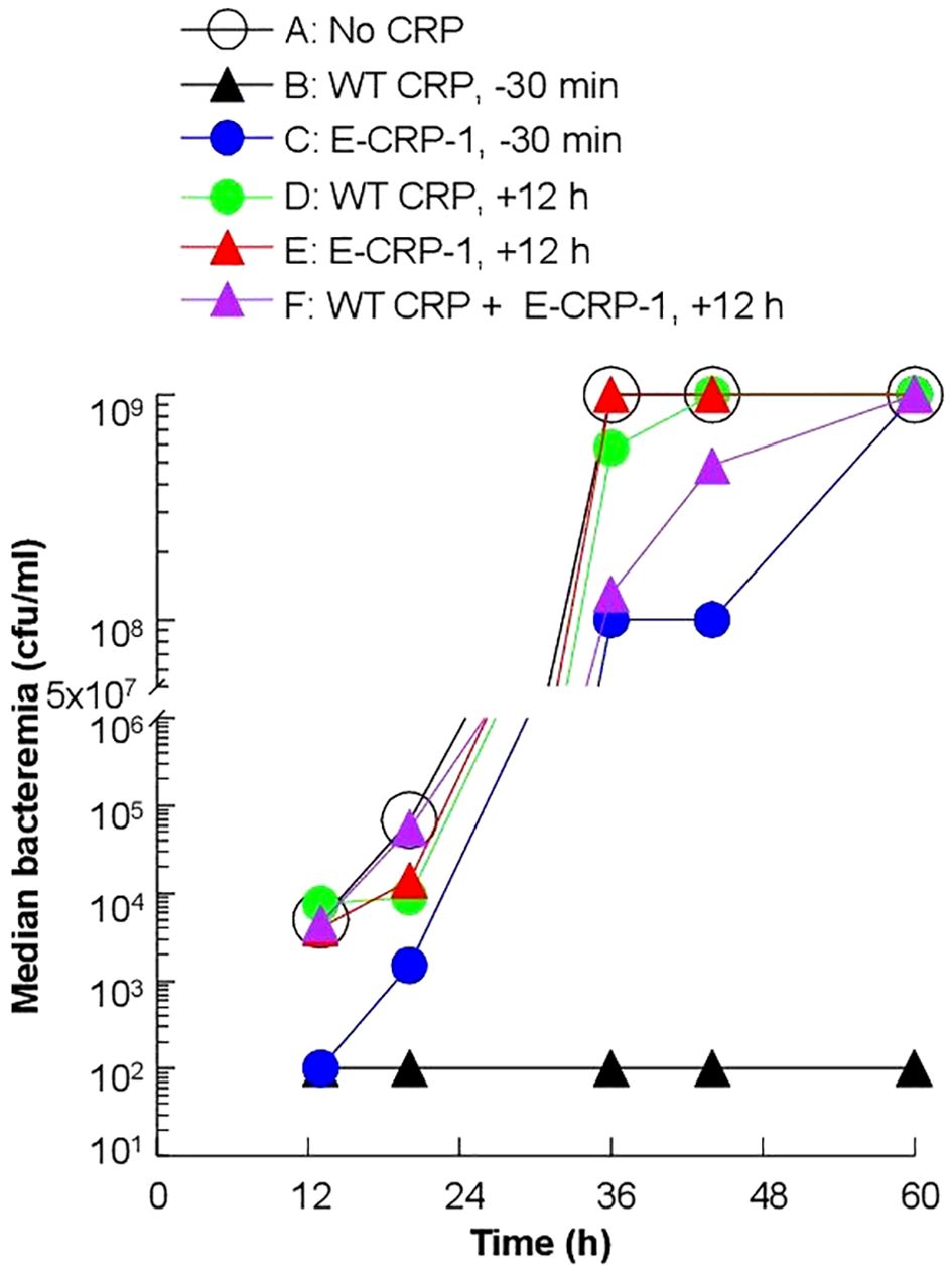 Line graph depicting median bacteremia (CFU/mL) over time in hours, ranging from 10 to 60 hours. Legends indicate different conditions using various symbols and colors: no CRP (circle), WT CRP -30 min (triangle), E-CRP-1 -30 min (blue circle), WT CRP +12 h (green circle), E-CRP-1 +12 h (red triangle), WT CRP + E-CRP-1 +12 h (purple triangle). The graph shows bacterial count changes under each condition.