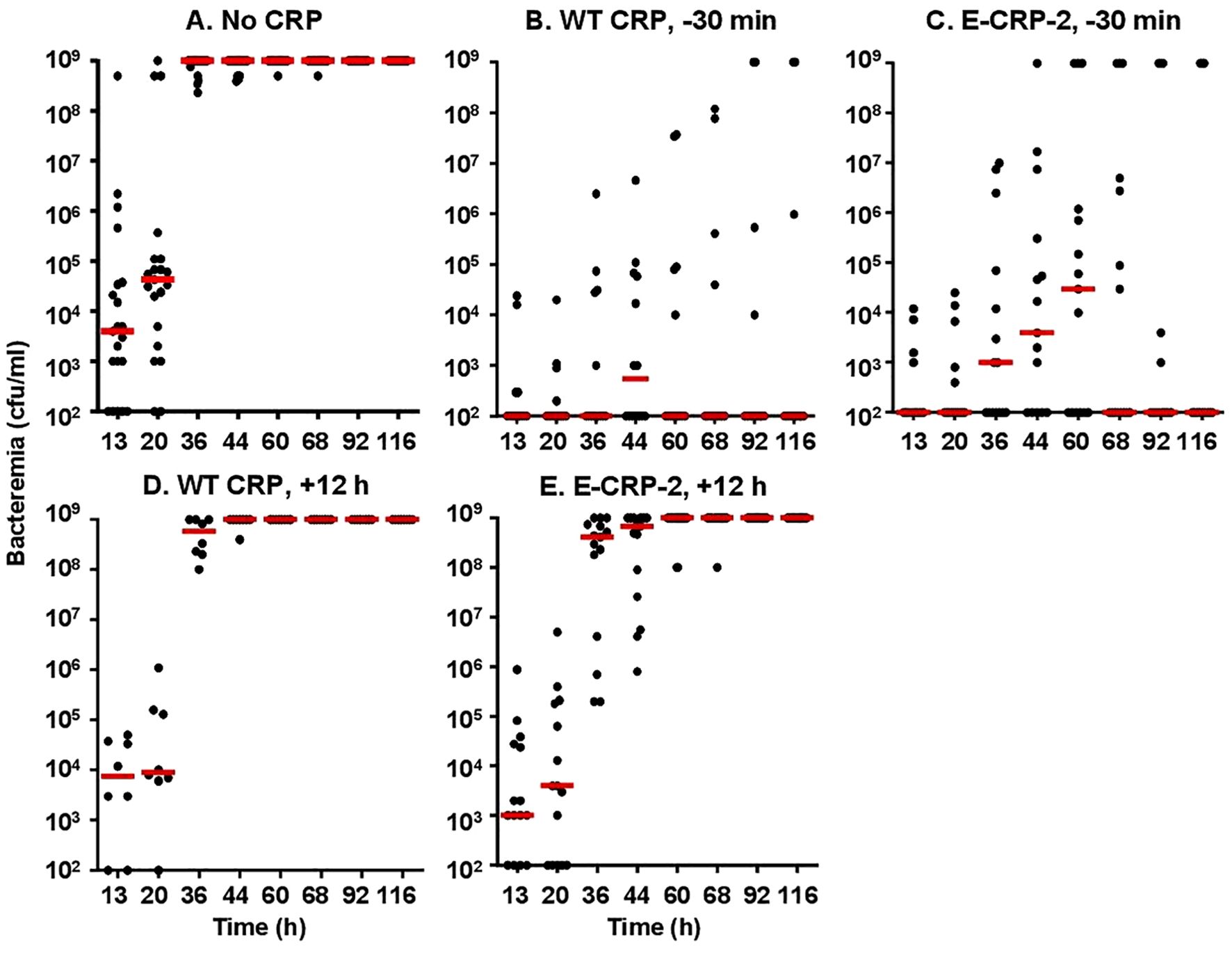 Scatter plots showing bacteremia levels over time under different CRP conditions: A. No CRP, B. WT CRP at thirty minutes, C. E-CRP-2 at thirty minutes, D. WT CRP at twelve hours, and E. E-CRP-2 at twelve hours. Red lines indicate mean bacteremia levels for each condition.