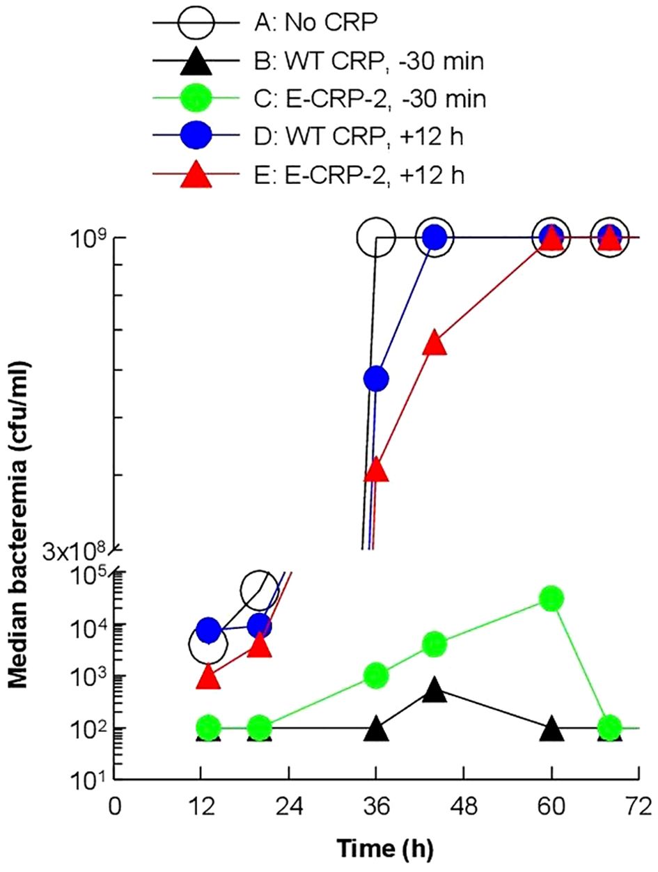 Line graph illustrating median bacteremia in colony-forming units per milliliter over time in hours. Five colored lines represent different conditions: No CRP, WT CRP at minus thirty minutes, E-CRP-2 at minus thirty minutes, WT CRP at plus twelve hours, and E-CRP-2 at plus twelve hours. Each condition shows varying levels with E-CRP-2 at minus thirty minutes peaking at thirty-six hours.