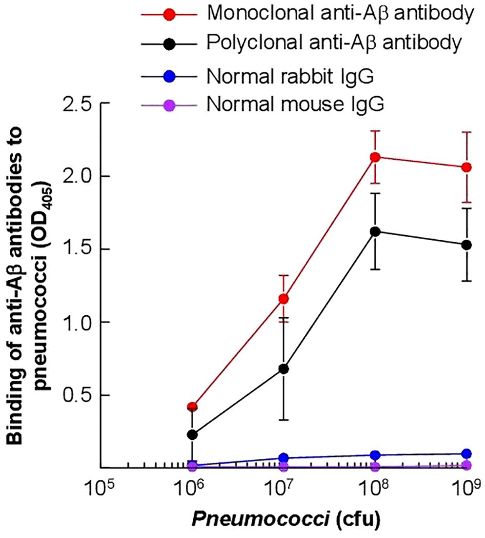 Line graph showing the binding of anti-beta antibodies to pneumococci at varying concentrations (measured in colony-forming units). Monoclonal anti-beta antibodies, depicted in red, show the highest binding, followed by polyclonal anti-beta antibodies in black. Normal rabbit IgG (blue) and normal mouse IgG (purple) exhibit minimal binding. The y-axis represents optical density at 405 nanometers, ranging from zero to two point five.