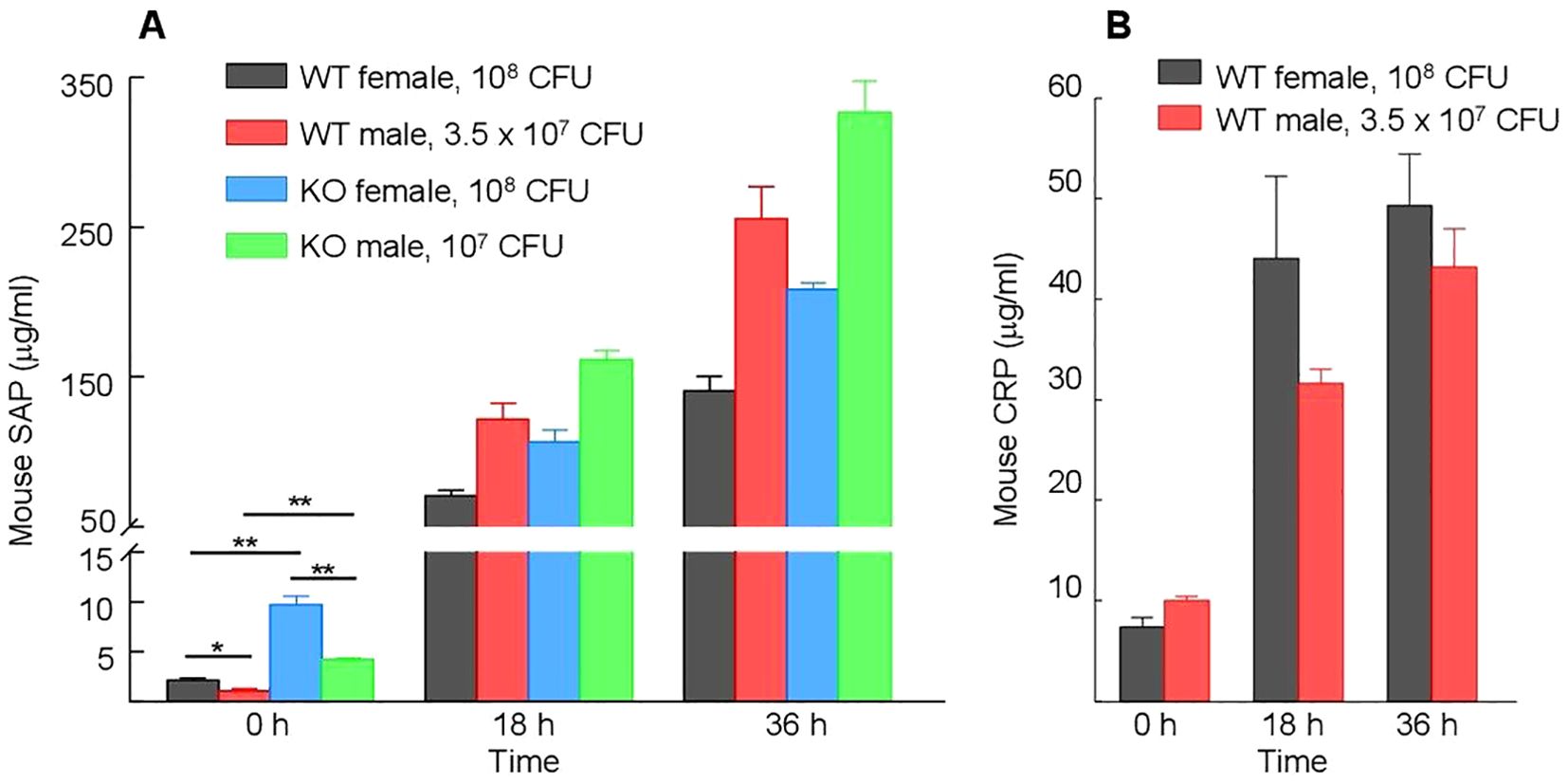 Bar graphs showing mouse SAP and CRP levels over time. Panel A displays SAP levels (micrograms per milliliter) at 0, 18, and 36 hours for WT female (gray), WT male (red), KO female (blue), and KO male (green). Panel B shows CRP levels for WT female and male at the same time points. Error bars indicate variability. Significant differences are noted between groups with asterisks.