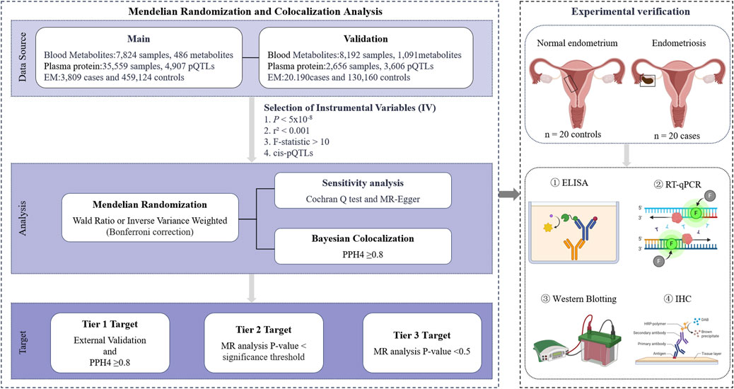 Flowchart for Mendelian Randomization and Colocalization Analysis and Experimental Verification. Data sources include blood metabolites, plasma protein, and EM cases and controls, with main and validation datasets. Analysis involves Mendelian Randomization, instrumental variable selection, sensitivity analysis, and Bayesian colocalization. Targets are categorized into three tiers based on validation and P-value thresholds. Experimental verification involves normal and endometriosis endometrium samples, using ELISA, RT-qPCR, Western Blotting, and IHC for analysis.