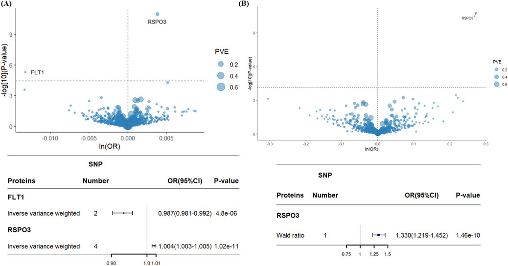 Two scatter plots labeled (A) and (B) with tables below. Plot (A) shows points representing SNPs with axes for ln(OR) and -log10(P-value), highlighting FLT1 and RSPO3. Size of points indicates PVE. Table shows proteins FLT1 and RSPO3 with their OR, 95% CI, and P-values. Plot (B) also depicts SNPs with RSPO3 highlighted. Corresponding table shows RSPO3's statistics.
