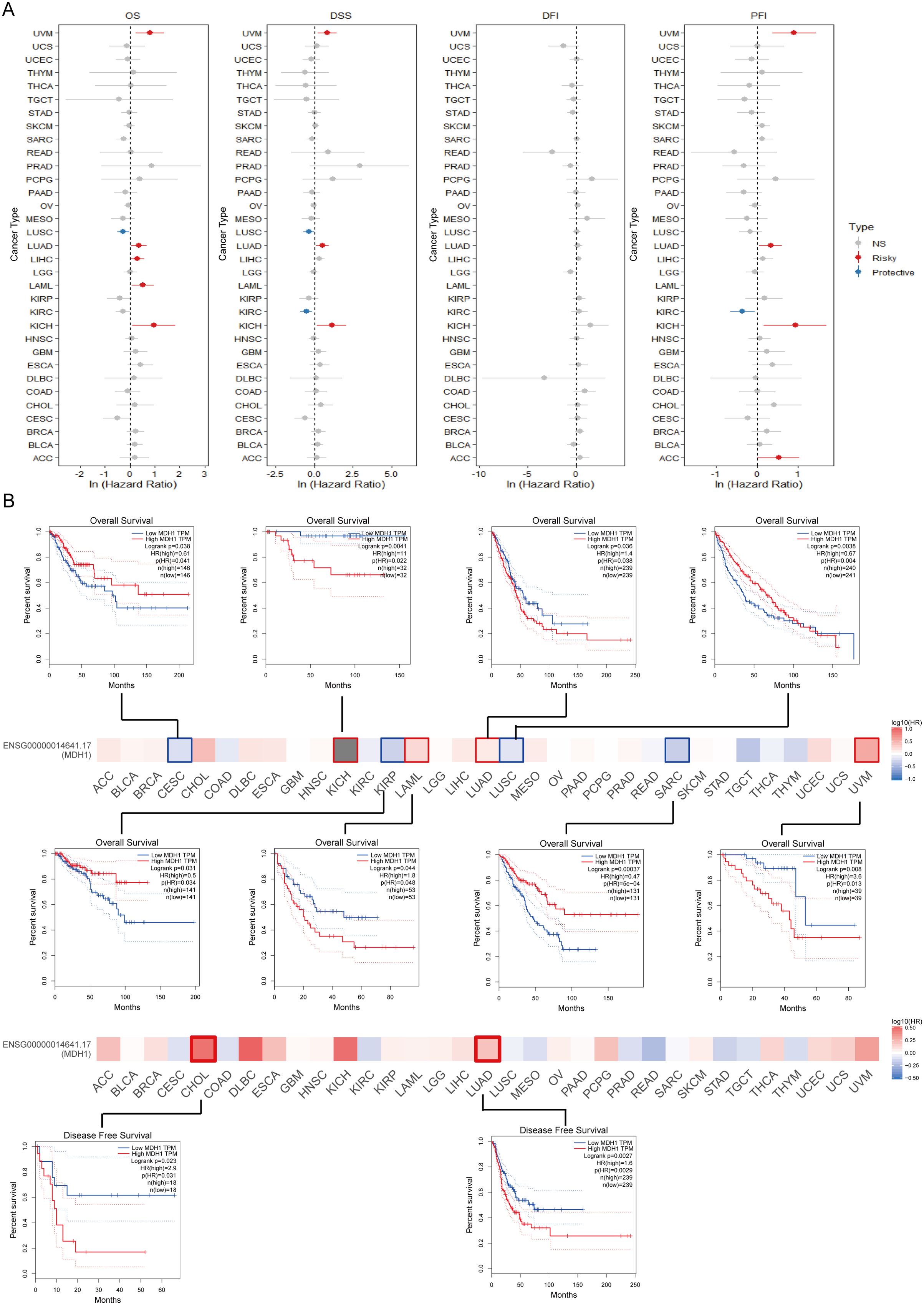 Section A presents forest plots showing ln(Hazard Ratio) for overall survival (OS), disease-specific survival (DSS), disease-free interval (DFI), and progression-free interval (PFI) across various cancer types. Red and blue dots indicate risky and protective factors, respectively. Section B features Kaplan-Meier survival curves and a heatmap for different cancer types, depicting overall and disease-free survival trends. Log-rank p-values and hazard ratios are provided for statistical significance.