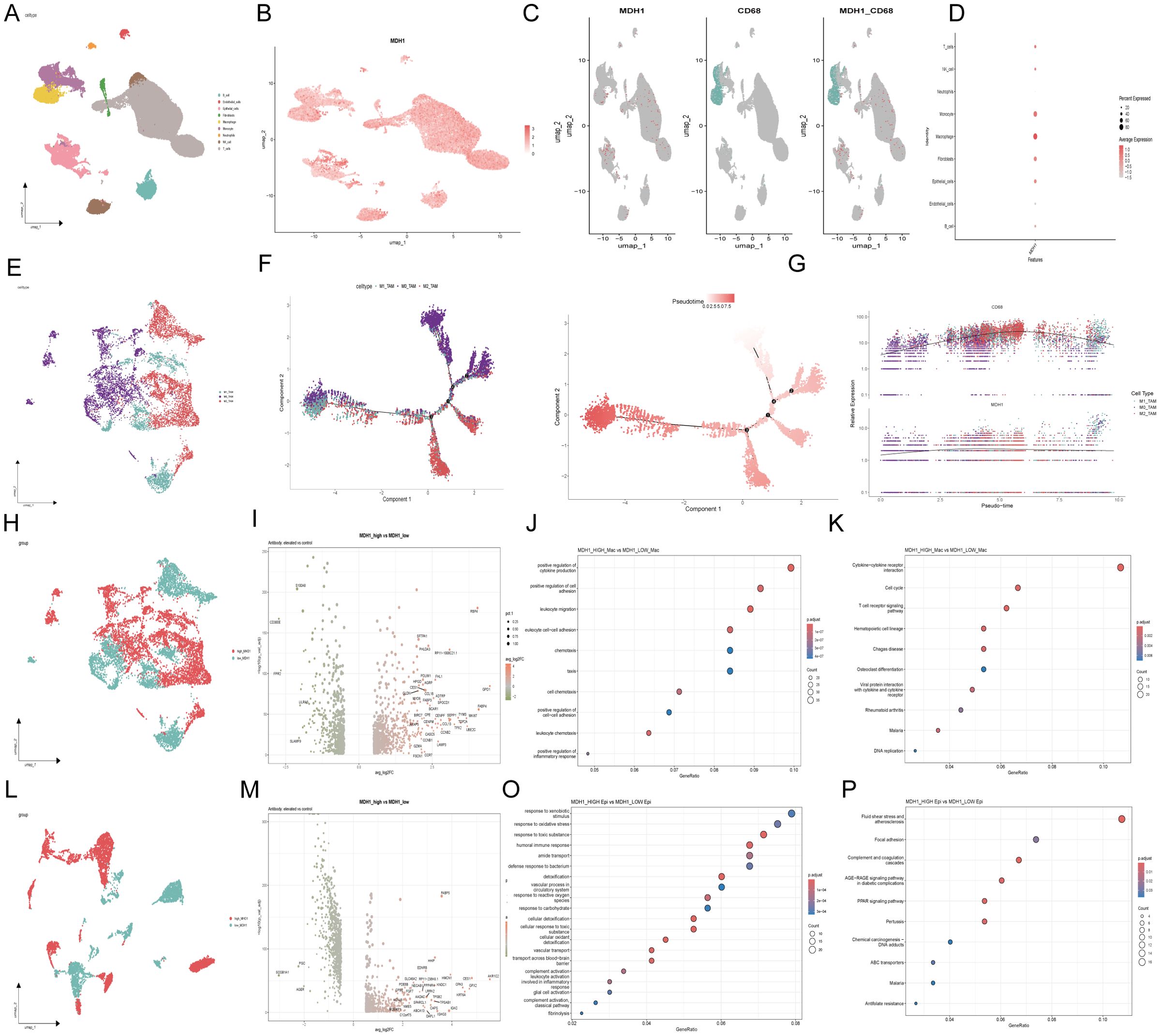 A series of scatter plots and visualizations depicting various gene expression analyses and clustering results. A shows color-coded clusters, while B and C focus on MDH1 expression and its effects. D is a dot plot highlighting features such as MDH1. E and H show additional clustering with different color schemes. F illustrates a pseudotime analysis, and G displays a jitter plot of gene expression over pseudotime. I and M are volcano plots indicating differentially expressed genes. J, K, O, and P are bubble charts showing enriched pathways corresponding to different conditions. All graphs include axes with labeled metrics.