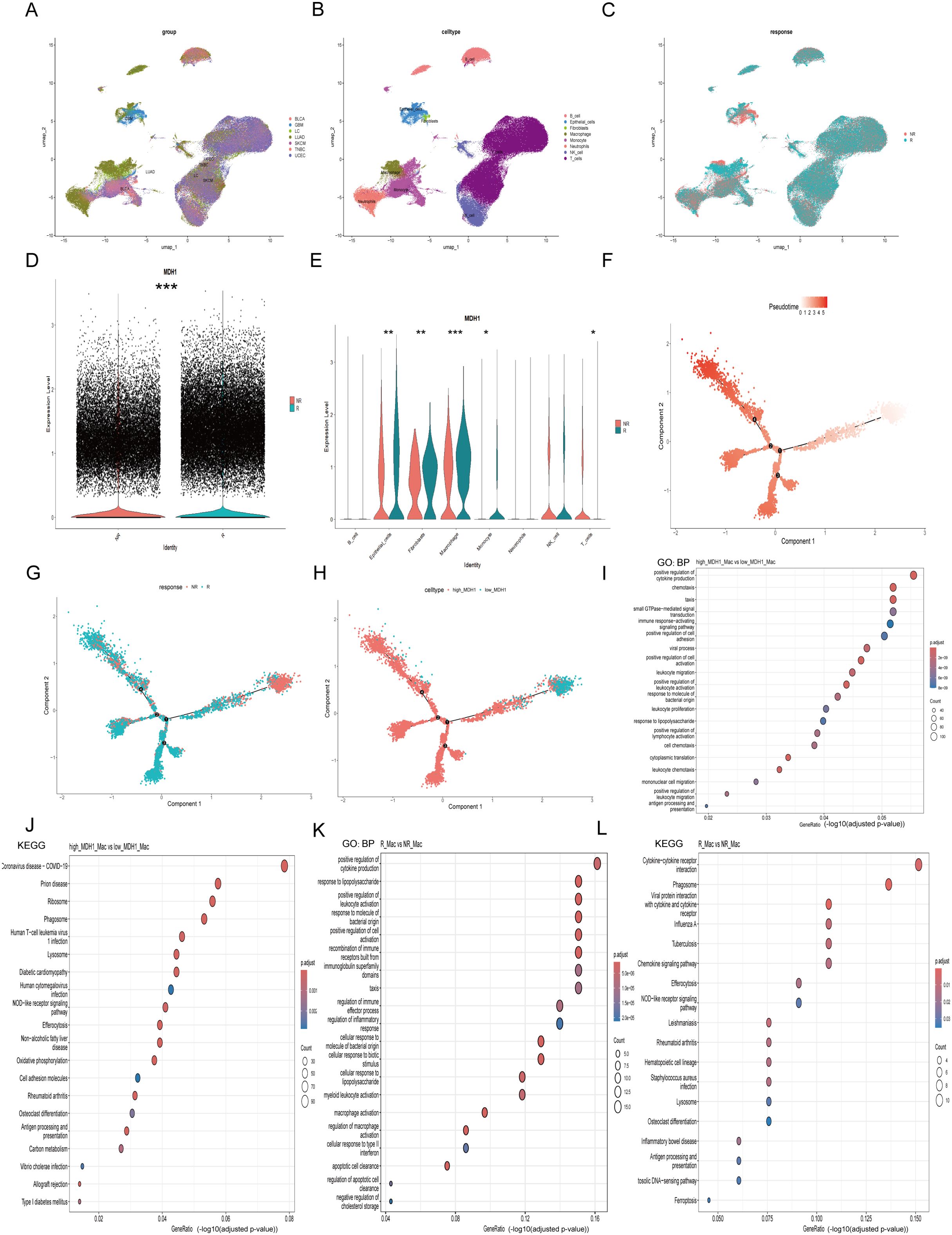 Several scientific data visualizations illustrate clustering and distribution of samples, pseudotime analysis, and differential expression. Panels A to C display UMAP plots showing various groupings, cell types, and responses. Panel D shows a dot and violin plot of the MCH1 expression levels. Panel E features a violin plot comparing MCH1 expression across multiple identities. Panel F illustrates a pseudotime trajectory. Panels G and H show different components of a branching pseudotime analysis. Panels I to L depict dot plots highlighting gene ontology terms with corresponding gene ratios, adjusted P-values, and gene counts.