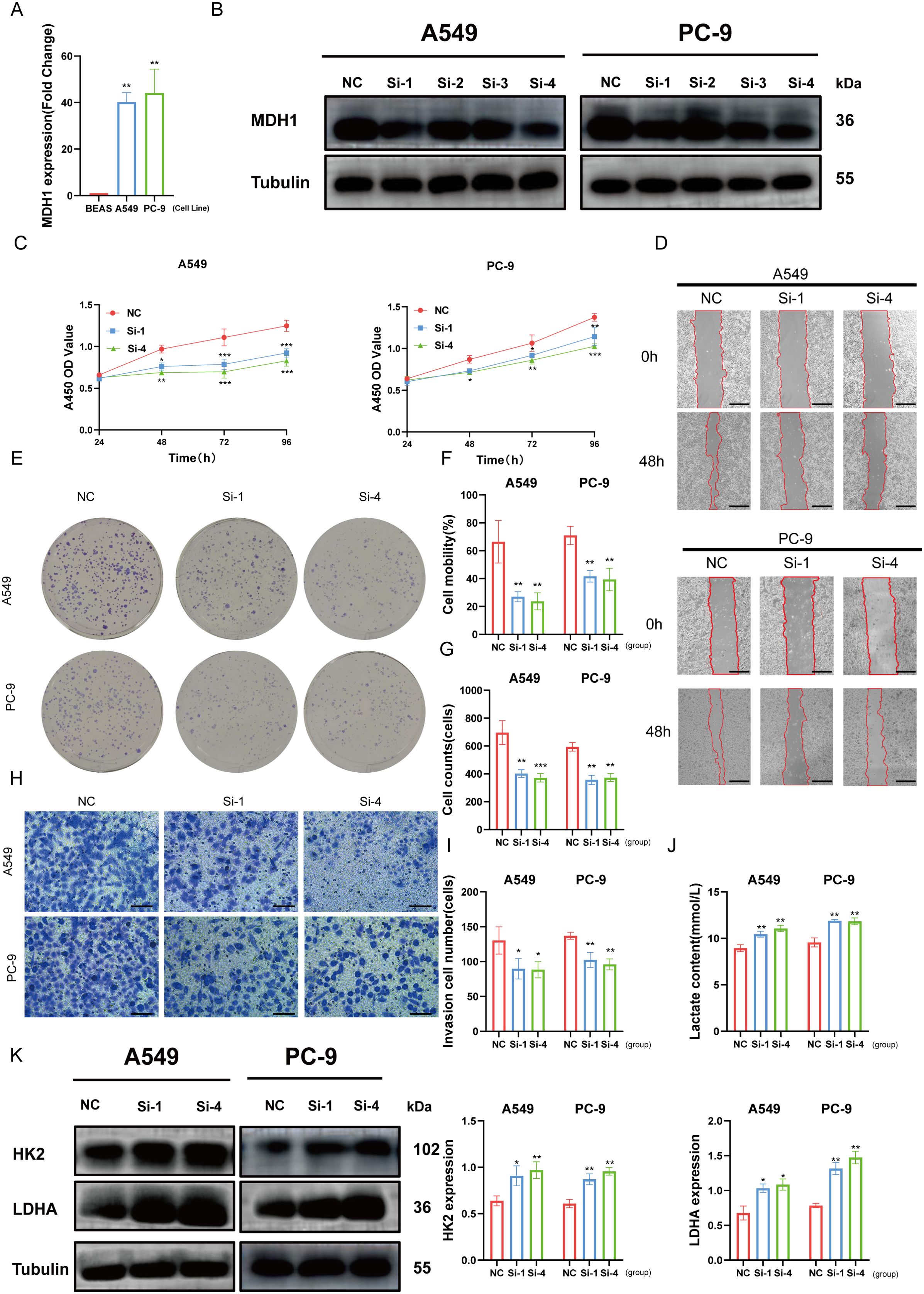 Composite image displaying multiple experiments related to MDH1 expression in A549 and PC-9 cell lines. Panel A shows a bar chart of MDH1 expression levels. Panel B displays western blots for MDH1 and Tubulin. Panel C presents line graphs of OD values over time. Panel D illustrates wound healing assays at 0 and 48 hours. Panel E shows colony formation assays. Panel F to J contain bar graphs of cell mobility, cell counts, invasion cell numbers, and lactate content. Panel K features western blots of HK2, LDHA, and Tubulin with corresponding expression graphs. Labels include NC, Si-1, and Si-4 for various treatments.