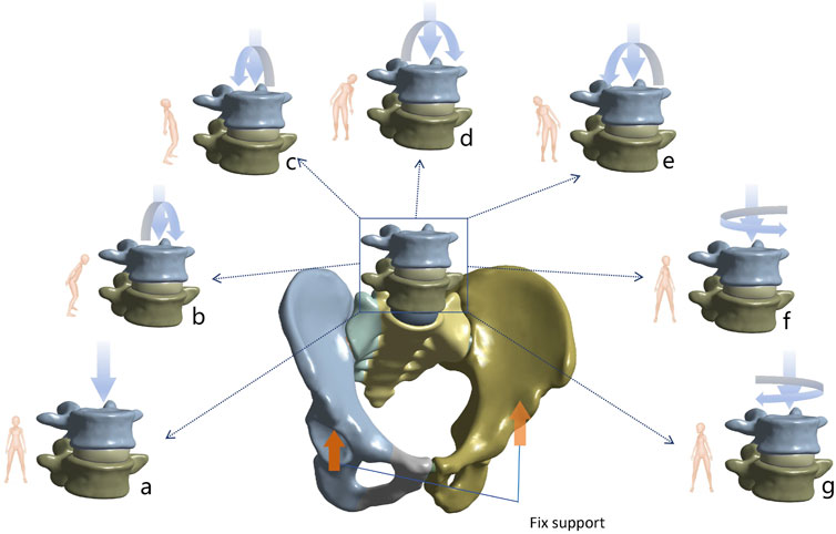 Illustration showing the pelvic support mechanism with upper spine and pelvis interaction. Vertebrae and pelvic movements are labeled from a to g, depicting various flexion, rotation, and extension motions, supported by arrows indicating motion directions. Two arrows at the base suggest fixed pelvic support. Small human figures beside each motion indicate posture changes.