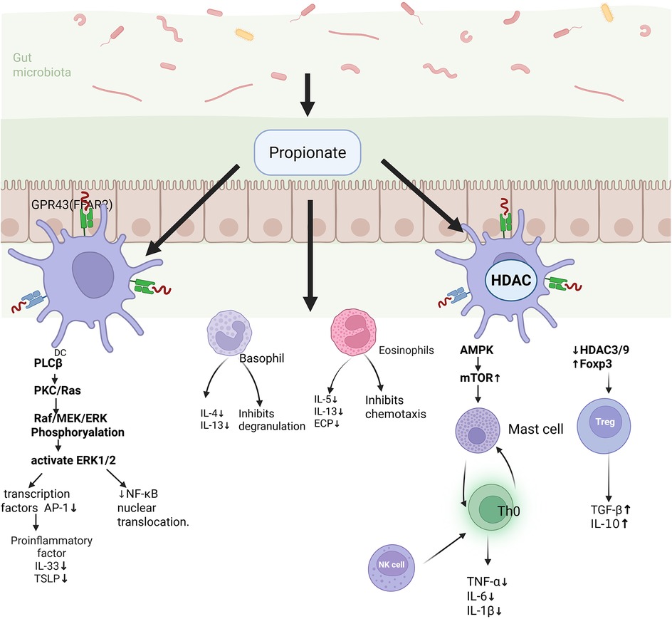 Diagram illustrating the role of propionate in immune cell signaling within the gut microbiota. Propionate affects various immune cells via GPR43 receptors and HDAC, influencing pathways in dendritic cells, basophils, eosinophils, mast cells, Th0 cells, and Treg cells. It activates ERK1/2, decreases IL-4, IL-5, and IL-13, inhibits transcription factors, and boosts TGF-beta and IL-10 levels. Numerous signaling molecules and pathways are involved, including PLCβ, PKC/Ras, and mTOR.