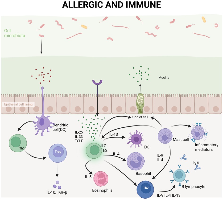 Diagram illustrating the interaction between gut microbiota and the immune system. It shows a cross-section of epithelial cell lining with dendritic cells, goblet cells, and various immune cells like Th0, Treg, ILC Th2, eosinophils, basophils, mast cells, and B lymphocytes. Arrows indicate the signaling pathways and interactions involving cytokines such as IL-10, TGF-beta, IL-25, IL-33, IL-13, IL-5, IL-4, IL-9, and TSLP, contributing to allergic and immune responses.
