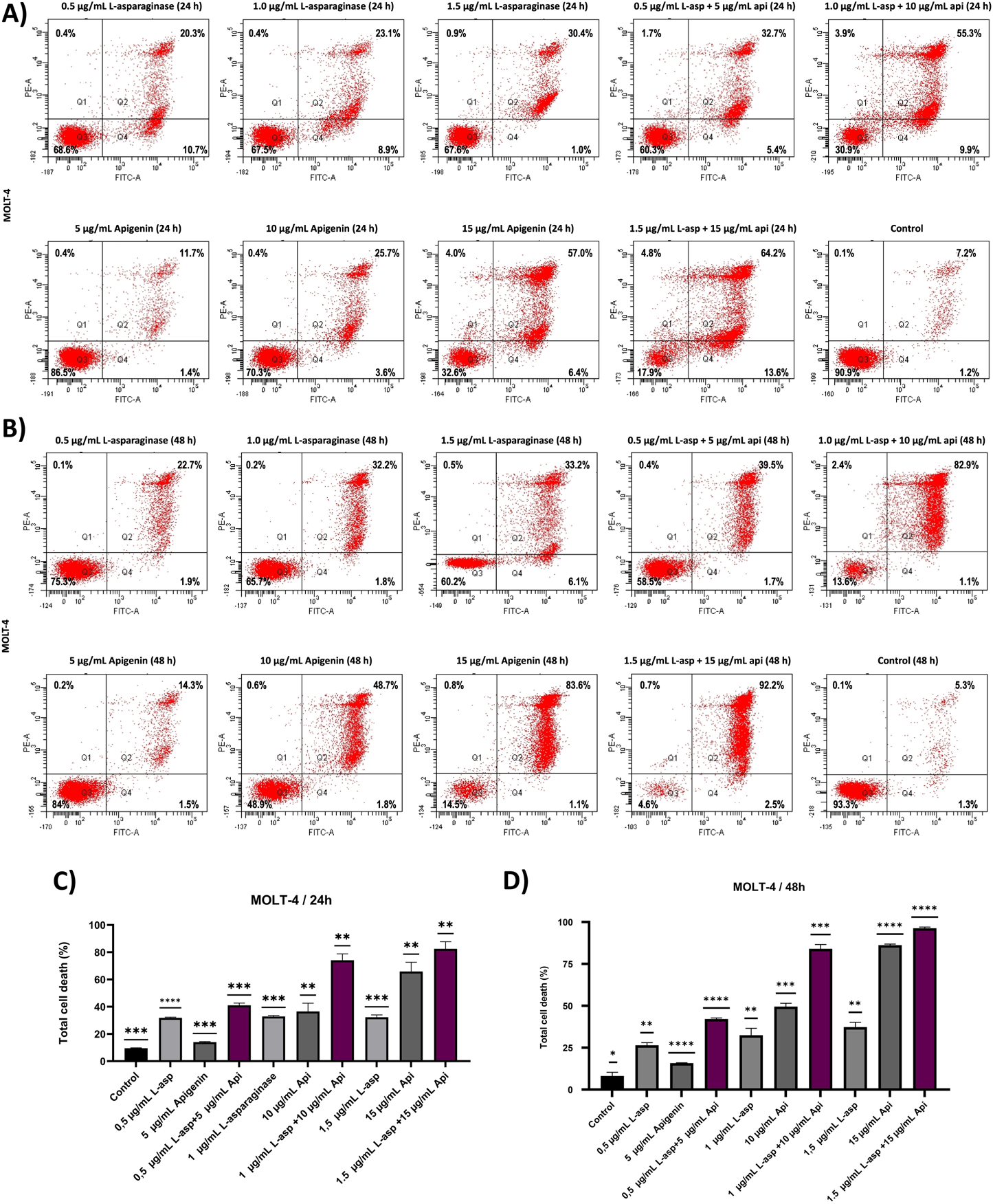 Flow cytometry dot plots and bar charts illustrate the effects of L-asparaginase and Apigenin on MOLT-4 cell death. Panels A and B show dot plots for 24 and 48 hours respectively, indicating cell populations with varying treatments. Panels C and D present bar charts quantifying total cell death percentages at 24 and 48 hours, showing increased mortality with combined treatments compared to controls, with statistical significance marked by asterisks.