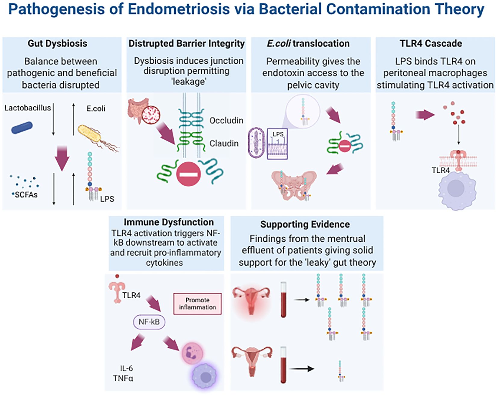 Diagram titled “Pathogenesis of Endometriosis via Bacterial Contamination Theory,” illustrating steps: gut dysbiosis disrupting bacterial balance; barrier integrity disruption allowing leakage; E. coli translocation into the pelvic cavity; TLR4 activation by LPS, leading to immune dysfunction. Supporting evidence from menstrual effluent backs the leaky gut theory. Elements include Lactobacillus, E. coli, SCFAs (short-chain fatty acids), LPS (lipopolysaccharides), occludin, claudin, TLR4, NF-kB, IL-6, and TNFα.