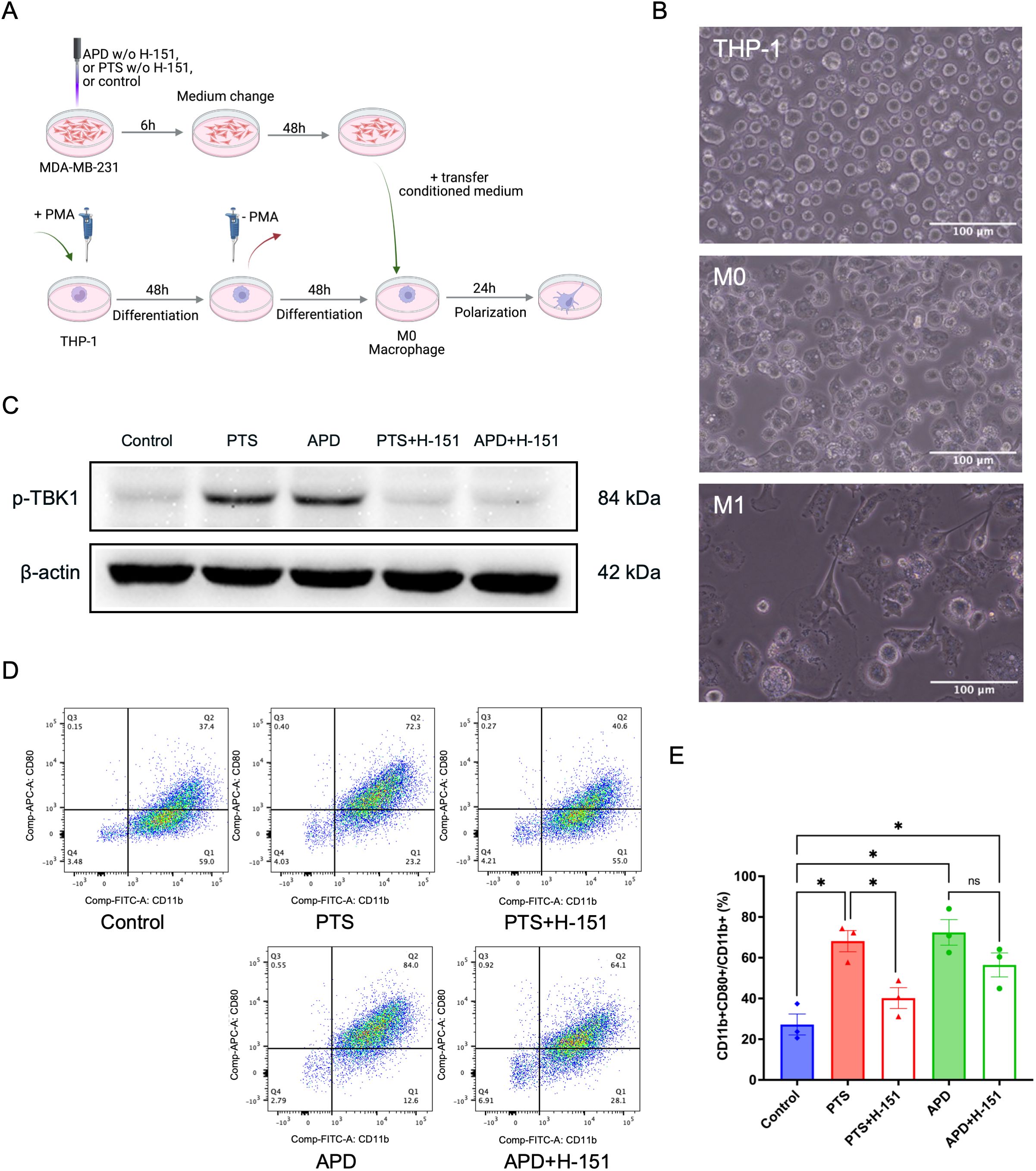 (A) Diagram of the experimental procedure illustrating the differentiation of THP-1 cells with PMA and polarization into M0 macrophages, followed by transfer of conditioned medium. (B) Microscopy images showing THP-1, M0, and M1 macrophage states. (C) Western blot analysis displays p-TBK1 and β-actin levels across different treatment groups. (D) Flow cytometry scatter plots showing CD11b+CD80+ cell populations in different treatments. (E) Bar graph quantifying the percentage of CD11b+CD80+CD11b+ cells, with statistical significance indicated. Scale bars in microscopy images measure 100 µm.