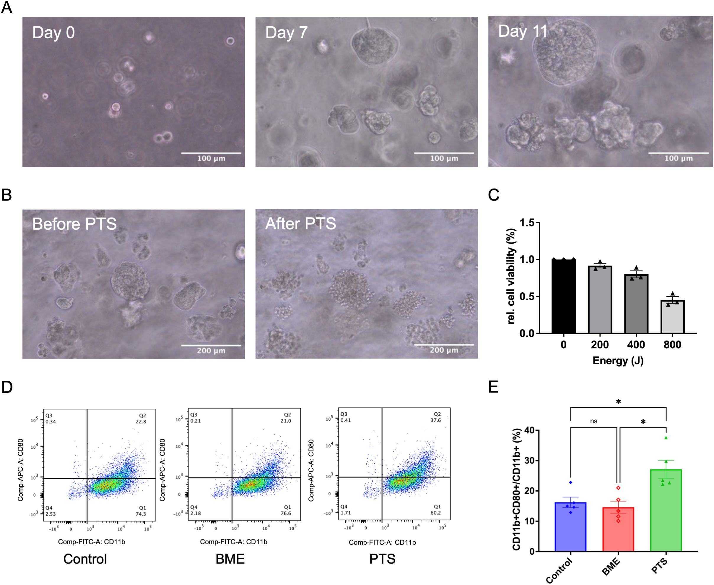 (A) Three microscopic images showing cell growth over time: Day 0, Day 7, and Day 11, with cells increasingly clustering over time. Scale bars indicate 100 micrometers. (B) Two images comparing cell samples before and after PTS treatment, showing changes in structure. Scale bars are 200 micrometers. (C) Bar chart illustrating relative cell viability at different energy levels (0, 200, 400, 800 Joules), with decreasing viability at higher energies. (D) Three scatter plots displaying flow cytometry data for Control, BME, and PTS groups based on CD11b and CD90 markers. (E) Bar chart comparing percentages of CD11b+CD90+CD11b+ cells in Control, BME, and PTS, with PTS showing significant differences. Asterisks indicate statistical significance.