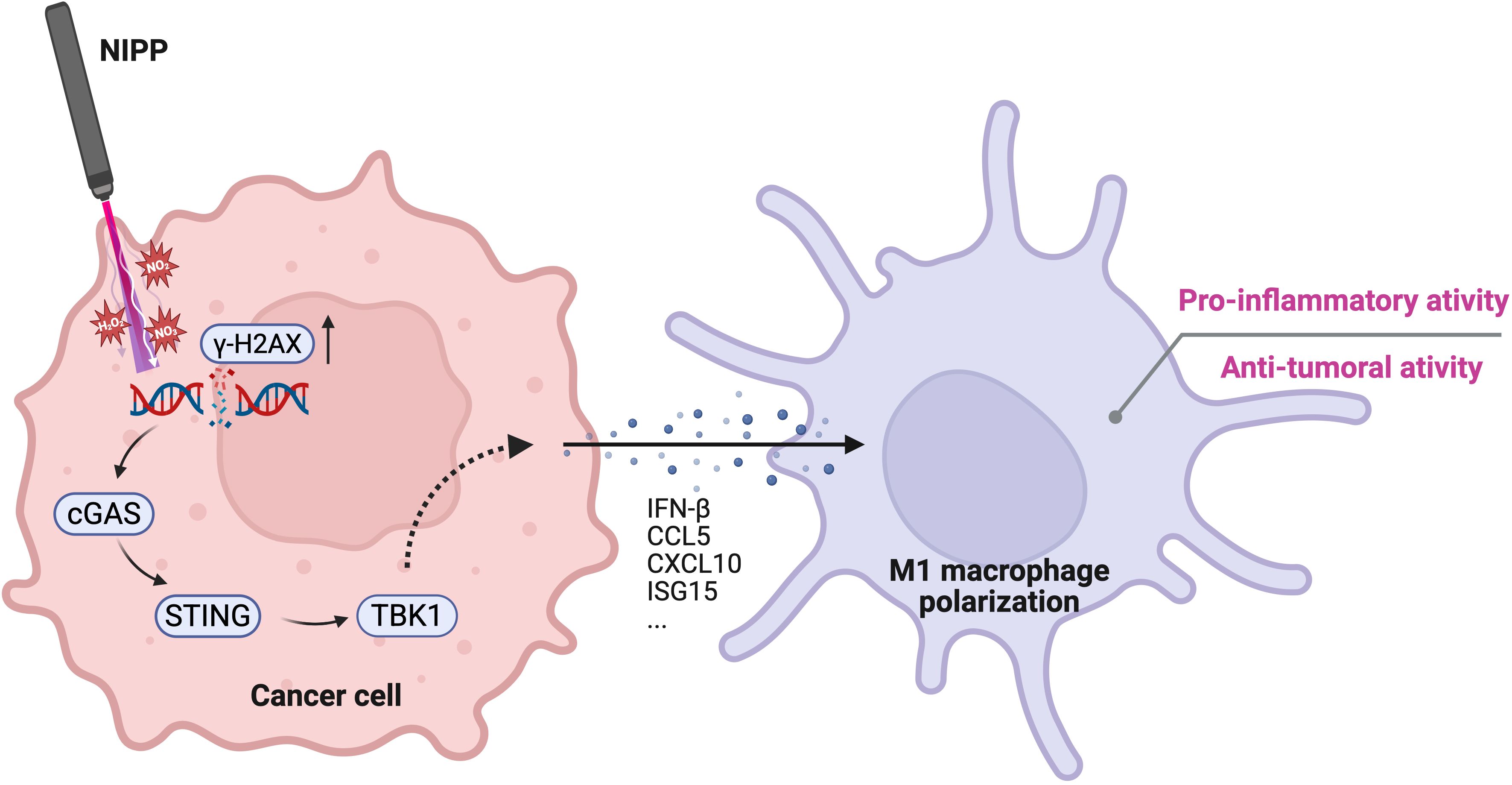 Diagram illustrating the effect of NIPP treatment on cancer cells. NIPP induces DNA damage, activating the cGAS-STING-TBK1 pathway, leading to the release of IFN-β and other cytokines. This promotes M1 macrophage polarization, enhancing pro-inflammatory and anti-tumoral activity.