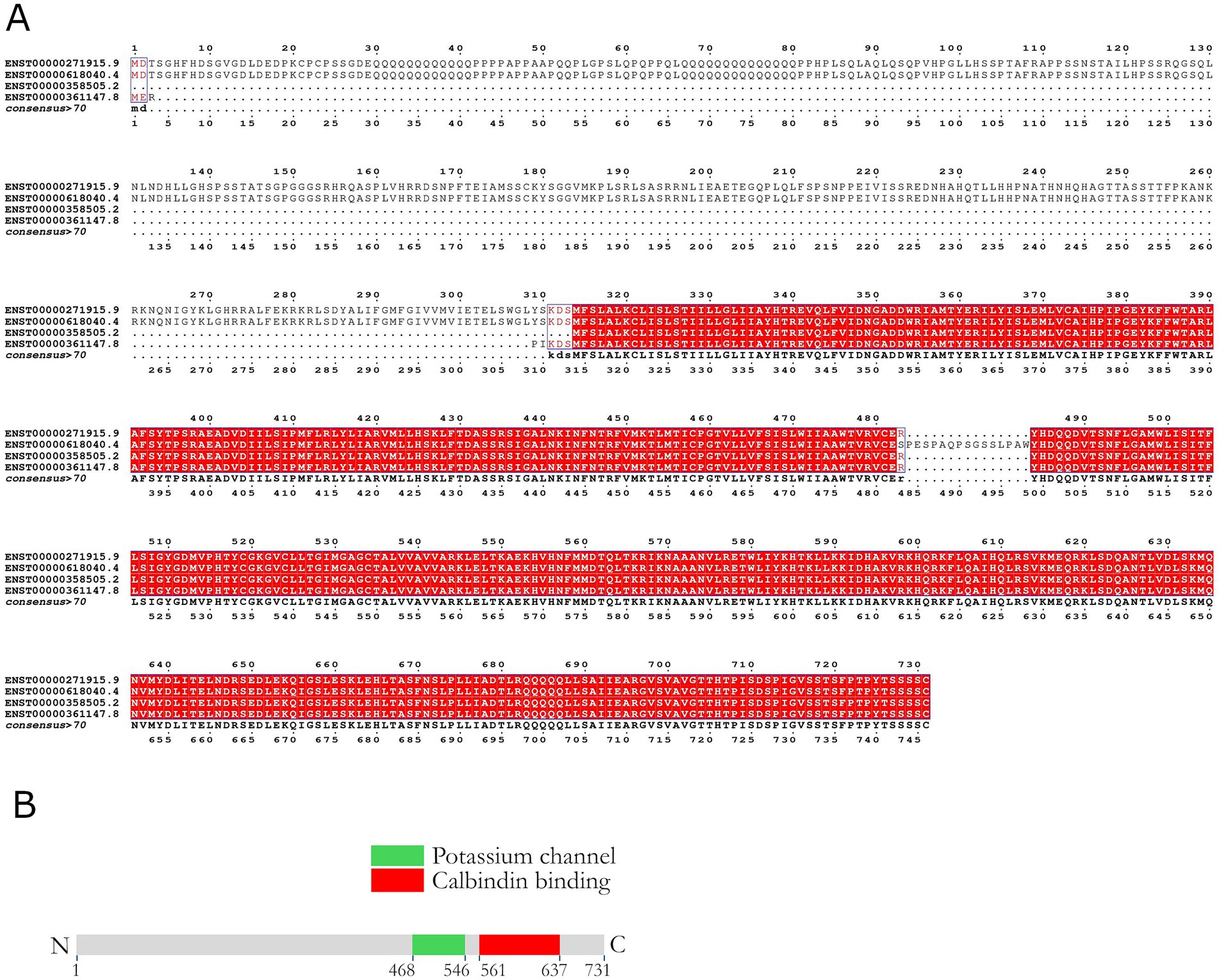 Image consists of two panels. Panel A displays a sequence alignment of four protein sequences annotated with highlights and color coding. A consensus sequence is shown at the bottom, and certain regions are colored in red. Panel B is a schematic representation of a protein domain structure. It includes a linear diagram with marked regions in green for potassium channel and red for calbindin binding sites, spanning positions 468 to 731. Annotations identify regions as N-terminus and C-terminus.