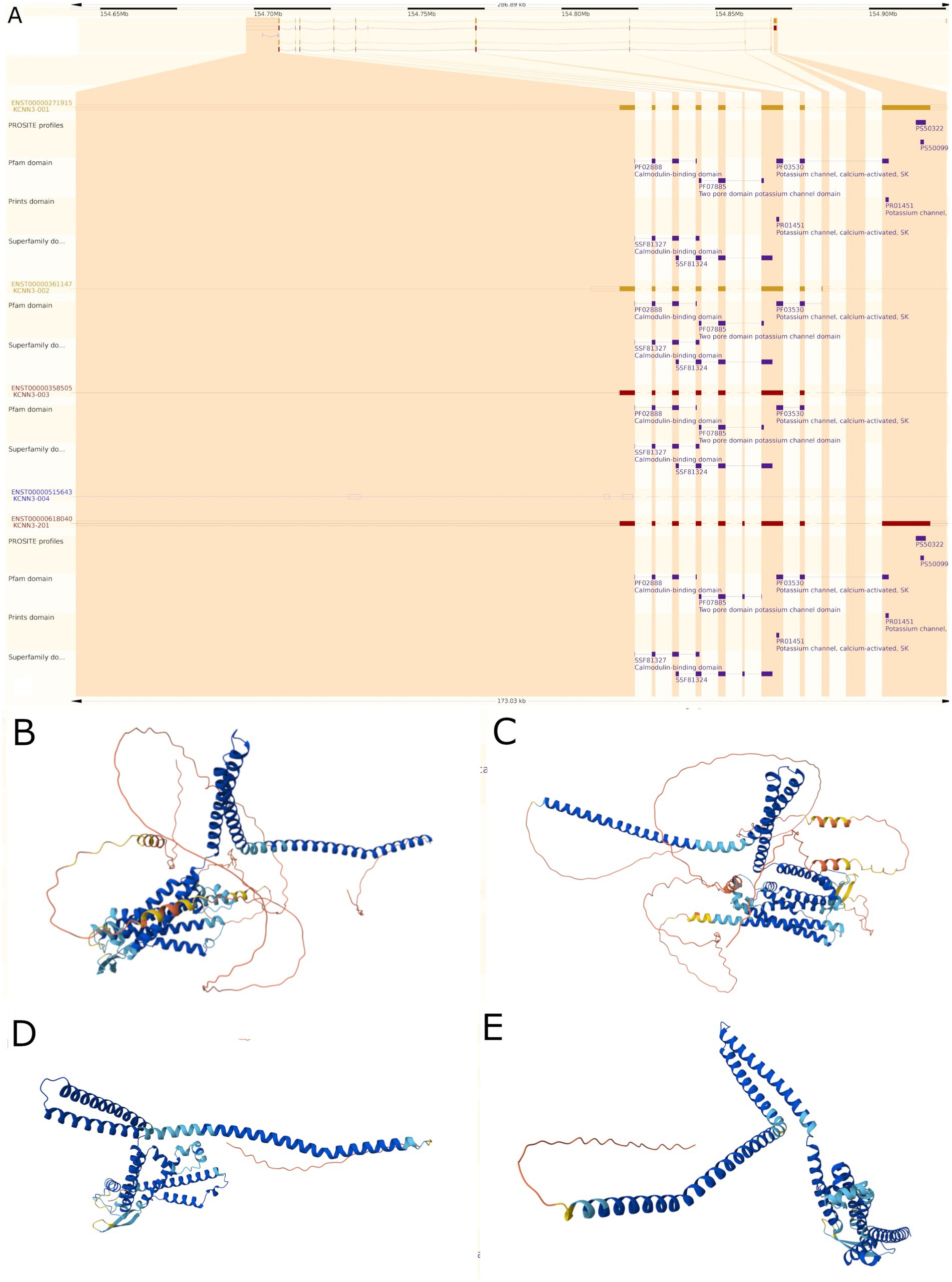 Panel A shows a genomic visualization with protein domains, including Pfam and PROSITE profiles. Panels B to E display 3D models of protein structures with coiled helix formations and loops, depicted in blue, red, and yellow colors. Each subpanel illustrates different views or conformations of the protein structure, focusing on variations in folding and domain arrangements.