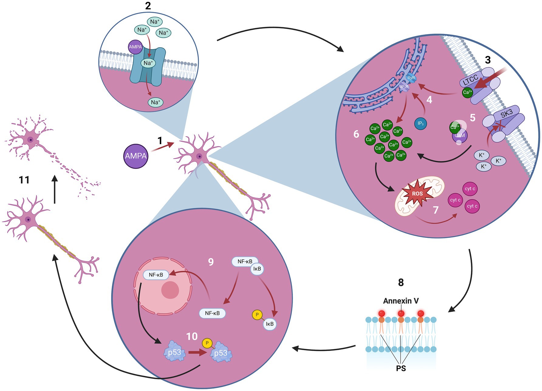 Illustration of a cellular pathway involving a neuron. Key steps include AMPA receptor activation (steps 1 and 2), calcium influx through LTCC channels (step 3), IP3 signaling (step 4), SK3 channel involvement (step 5), calcium release from the endoplasmic reticulum (step 6), and reactive oxygen species (ROS) generation causing cytochrome c release (step 7). Annexin V interacts with phosphatidylserine (PS) on the membrane (step 8). NF-κB and p53 are activated (steps 9 and 10), leading to downstream effects such as neuronal death (step 11).