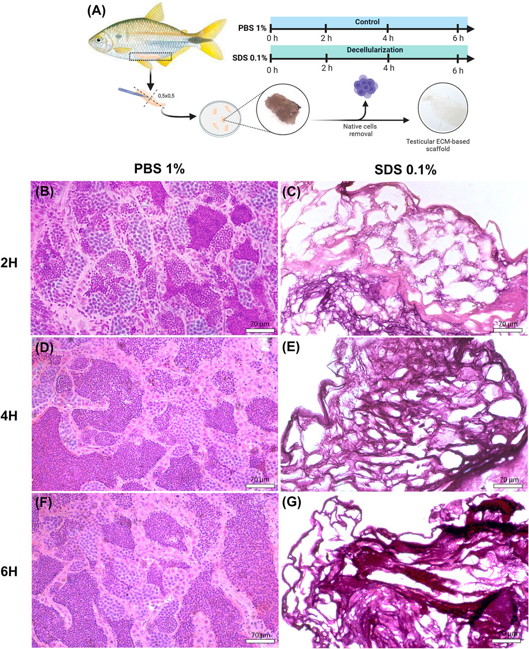 (A) Diagram showing a fish and a process for extracting testicular tissue and creating an extracellular matrix-based scaffold through decellularization using PBS and SDS. (B, D, F) Microscopic images showing fish testicular tissue with PBS for 2, 4, and 6 hours, maintaining cellular structure. (C, E, G) Microscopic images of testicular tissue with SDS for 2, 4, and 6 hours, showing progressive cellular removal and increased scaffold visibility. Scale bars indicate 70 micrometers.