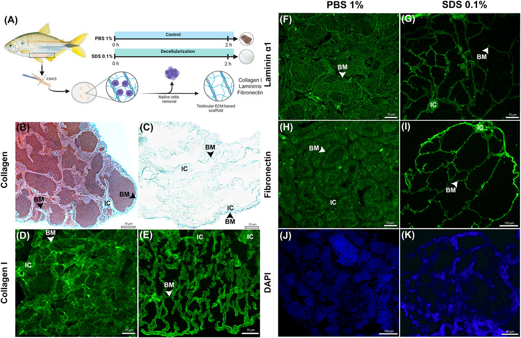 A schematic and multiple microscopy images illustrate a study on tissue processing methods and extracellular matrix (ECM) characteristics in fish. (A) Diagram shows fish tissue processing using PBS and SDS to create testicular ECM scaffolds. (B-E) Collagen images display the ECM structure, highlighting the basement membrane (BM) and interstitial cells (IC). (F-I) Show laminin α1 and fibronectin staining for PBS and SDS treatments, with noticeable BM labeling. (J-K) DAPI staining reveals cell nuclear presence in different treatments, indicating decellularization effects. Scale bars denote magnification levels.