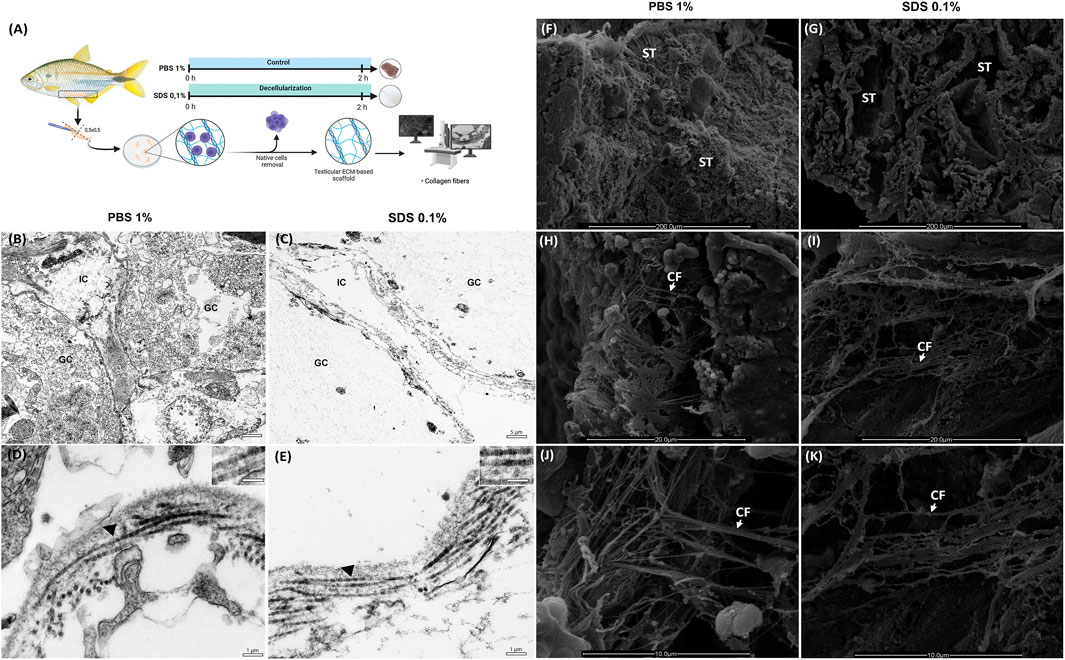 Diagram of a fish testicular ECM decellularization process. Panel A illustrates the method using PBS 1% and SDS 0.1%, with stages from cell removal to scaffold creation. Panels B to E show microscopic views comparing PBS and SDS-treated samples, highlighting cellular structures like interstitial cells and germ cells. Panels F to K display SEM images of collagen fibers and seminiferous tubules under different conditions, demonstrating textural differences. Labels include IC, GC, ST, and CF, indicating specific cell types and structures.