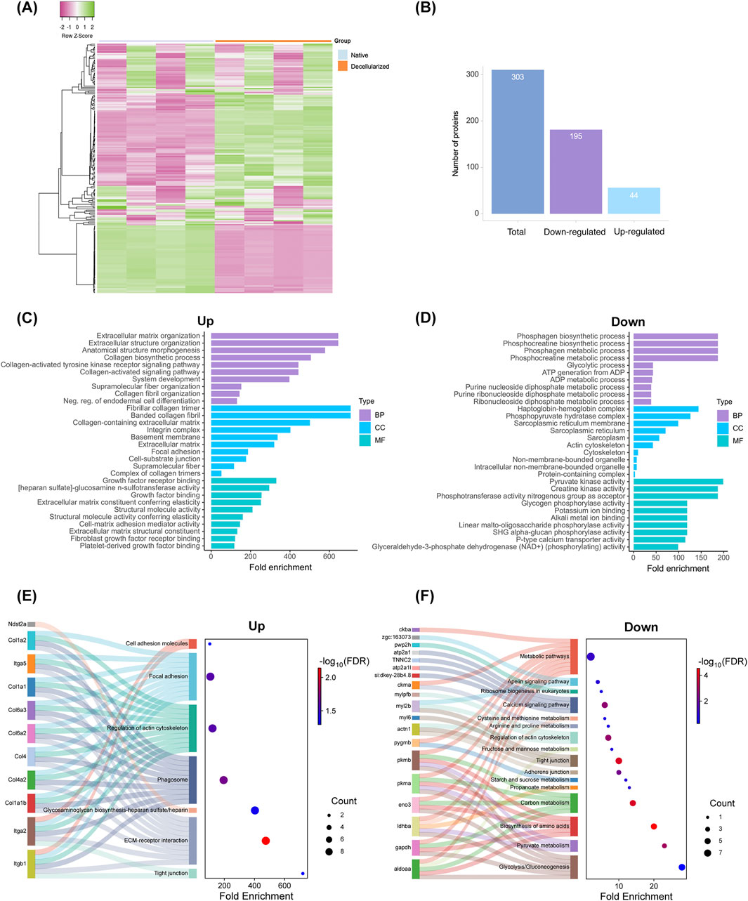Heatmap, bar charts, and Sankey diagrams illustrating protein expression and fold enrichment in native and decellularized samples. Panel A shows a heatmap of protein expression. Panel B is a bar chart showing the number of total, down-regulated, and up-regulated proteins. Panels C and D display bar charts of fold enrichment for up-regulated and down-regulated biological pathways, categorized by Biological Process (BP), Cellular Component (CC), and Molecular Function (MF). Panels E and F feature Sankey diagrams with dot plots, highlighting fold enrichment and false discovery rate (FDR) for up-regulated and down-regulated pathways, respectively.