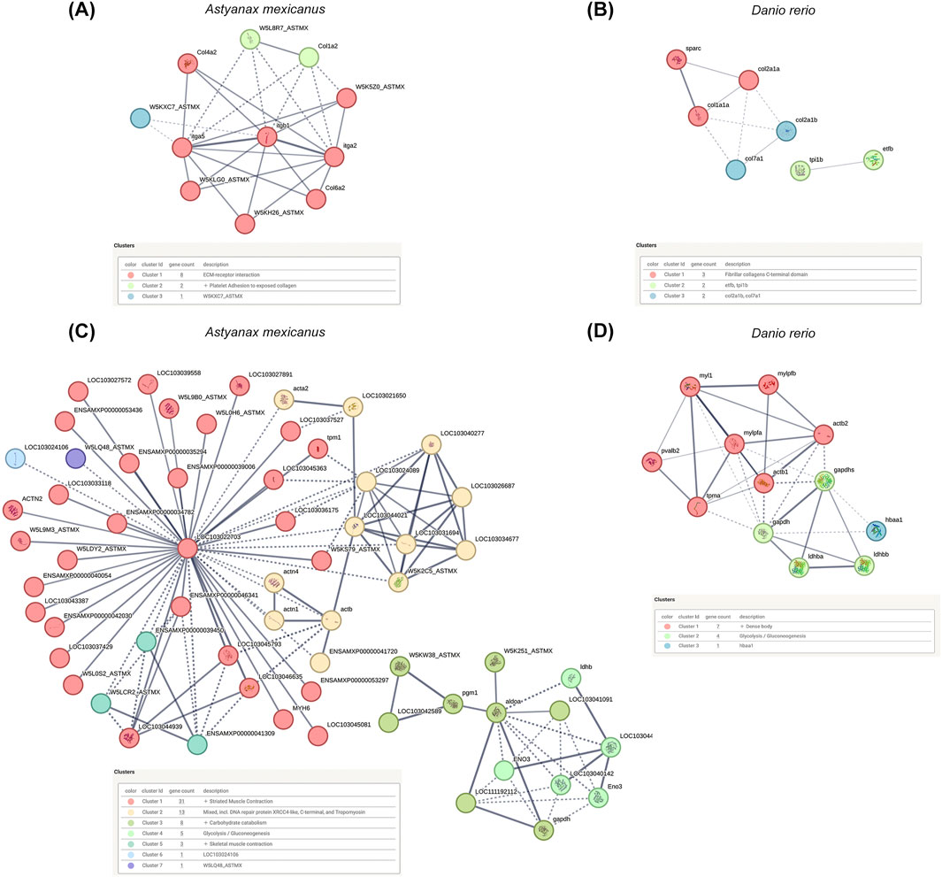 Four circular network diagrams labeled A, B, C, and D show gene clusters for Astyanax mexicanus and Danio rerio. Each diagram includes nodes connected by lines, representing gene interactions. Color-coded nodes indicate different clusters, and legends below each diagram describe clusters by color, gene count, and function or description.