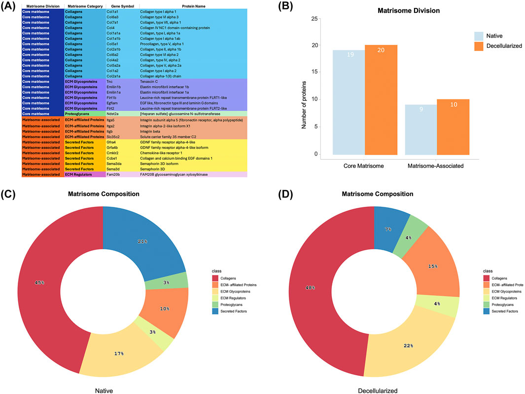 (A) Table listing matrisome proteins with columns for division, category, gene symbol, and protein name. (B) Bar chart showing number of proteins in native and decellularized states for core matrisome and matrisome-associated categories. (C) Donut chart of native matrisome composition, with percentages for collagens (45%), glycoproteins (21%), secreted factors (17%), others totaling 17%. (D) Donut chart of decellularized matrisome composition, with percentages for collagens (48%), glycoproteins (22%), secreted factors (15%), others totaling 15%.