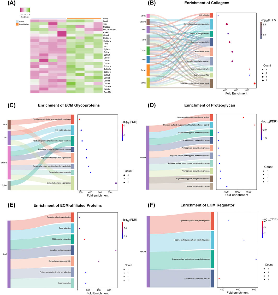 A composite image displays six panels of data visualizations related to extracellular matrix (ECM) proteins. Panel (A) is a heatmap showing expression levels of various genes. Panels (B), (C), (D), (E), and (F) are enrichment plots with Sankey diagrams and dot plots for collagens, ECM glycoproteins, proteoglycan, ECM-affiliated proteins, and ECM regulators, respectively. Each panel shows pathways with associated fold enrichment and significance levels. Colored nodes represent various processes and protein counts.