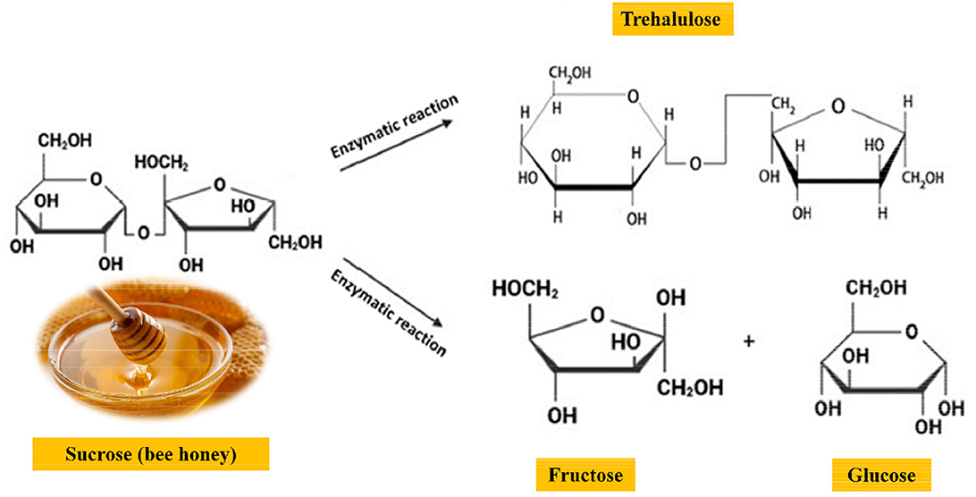 Chemical diagram showing the enzymatic conversion of sucrose from honey into trehalulose, fructose, and glucose. Sucrose is depicted on the left, transforming into trehalulose at the top right, and into fructose and glucose at the bottom right.
