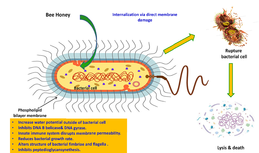Diagram illustrating the antibacterial effects of bee honey on a bacterial cell. Honey is shown damaging the phospholipid bilayer membrane, leading to internalization. This results in membrane rupture and bacterial lysis. Additional notes highlight honey's impact: increasing water potential outside the cell, inhibiting DNA and RNA functions, enhancing immune system disruption of membrane permeability, reducing growth rate, altering fimbriae and flagella structures, and inhibiting peptidoglycan synthesis.